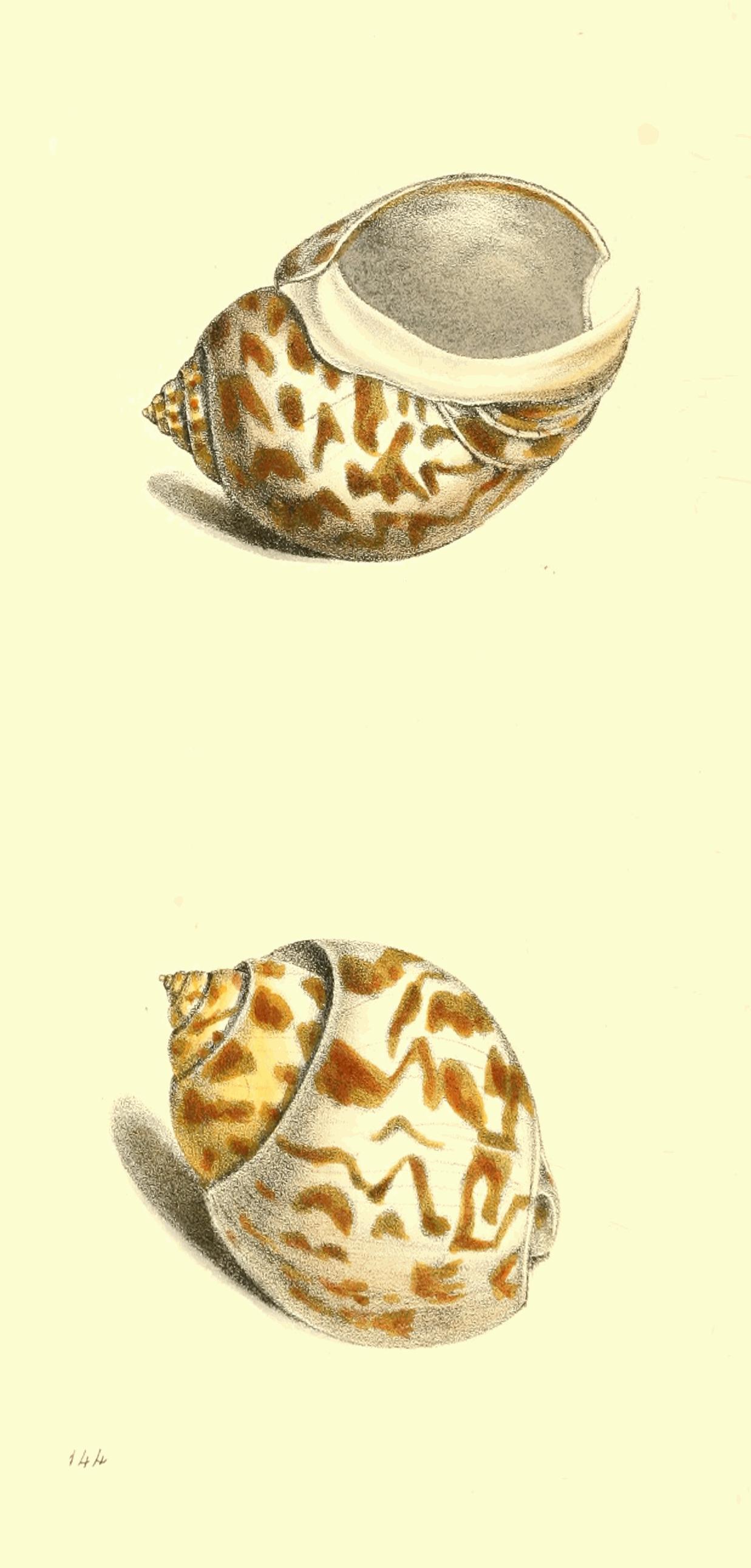 Plate 144. Plate 144.