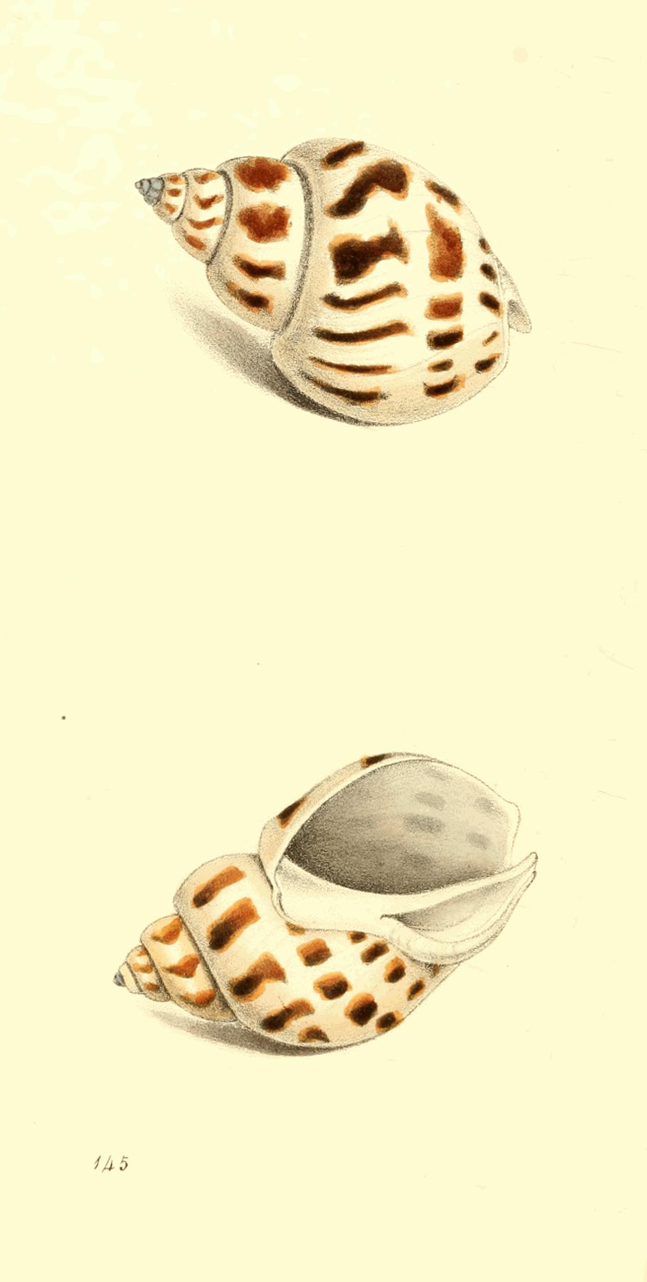Plate 145. Plate 145.