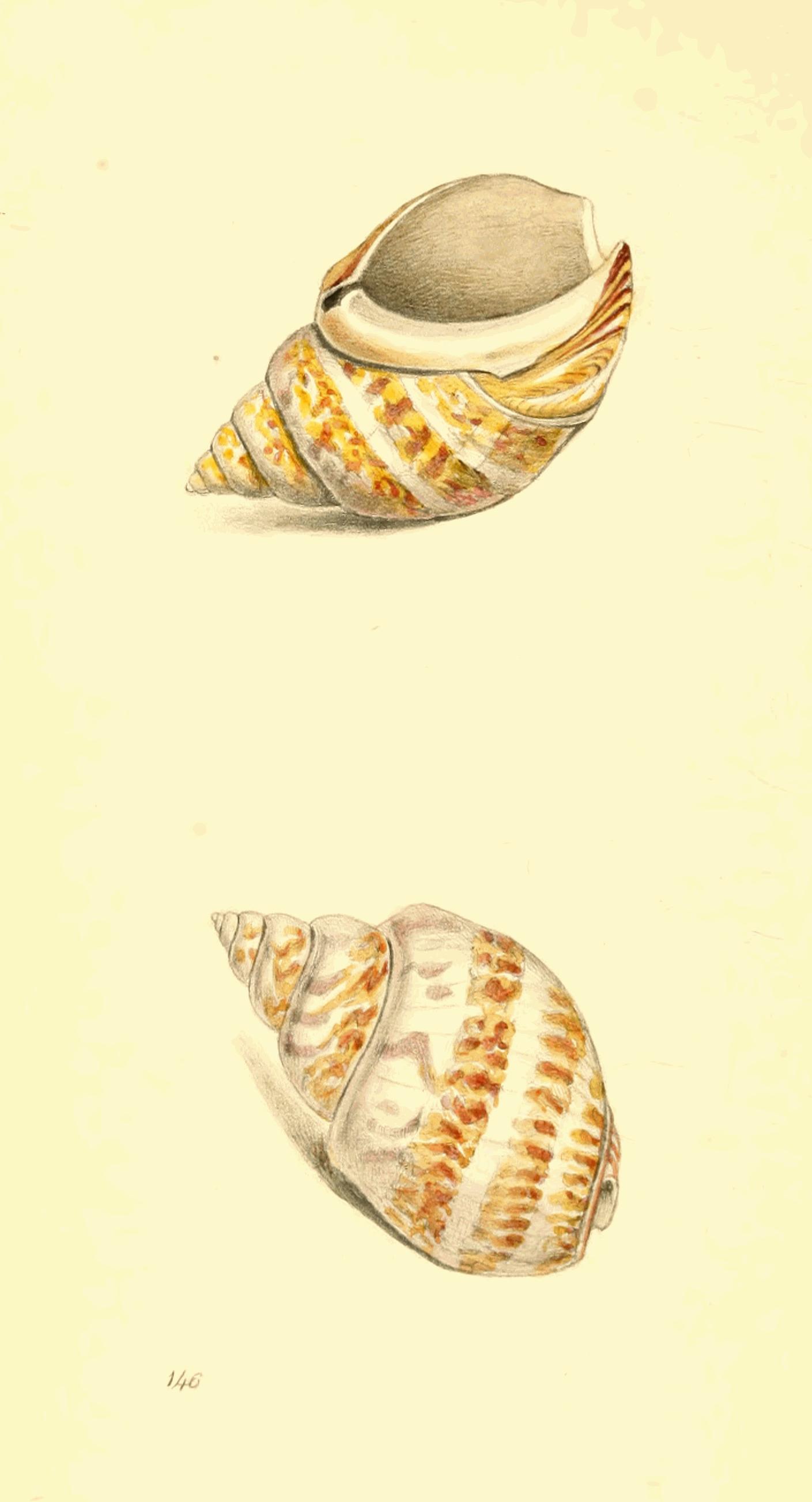 Plate 146. Plate 146.