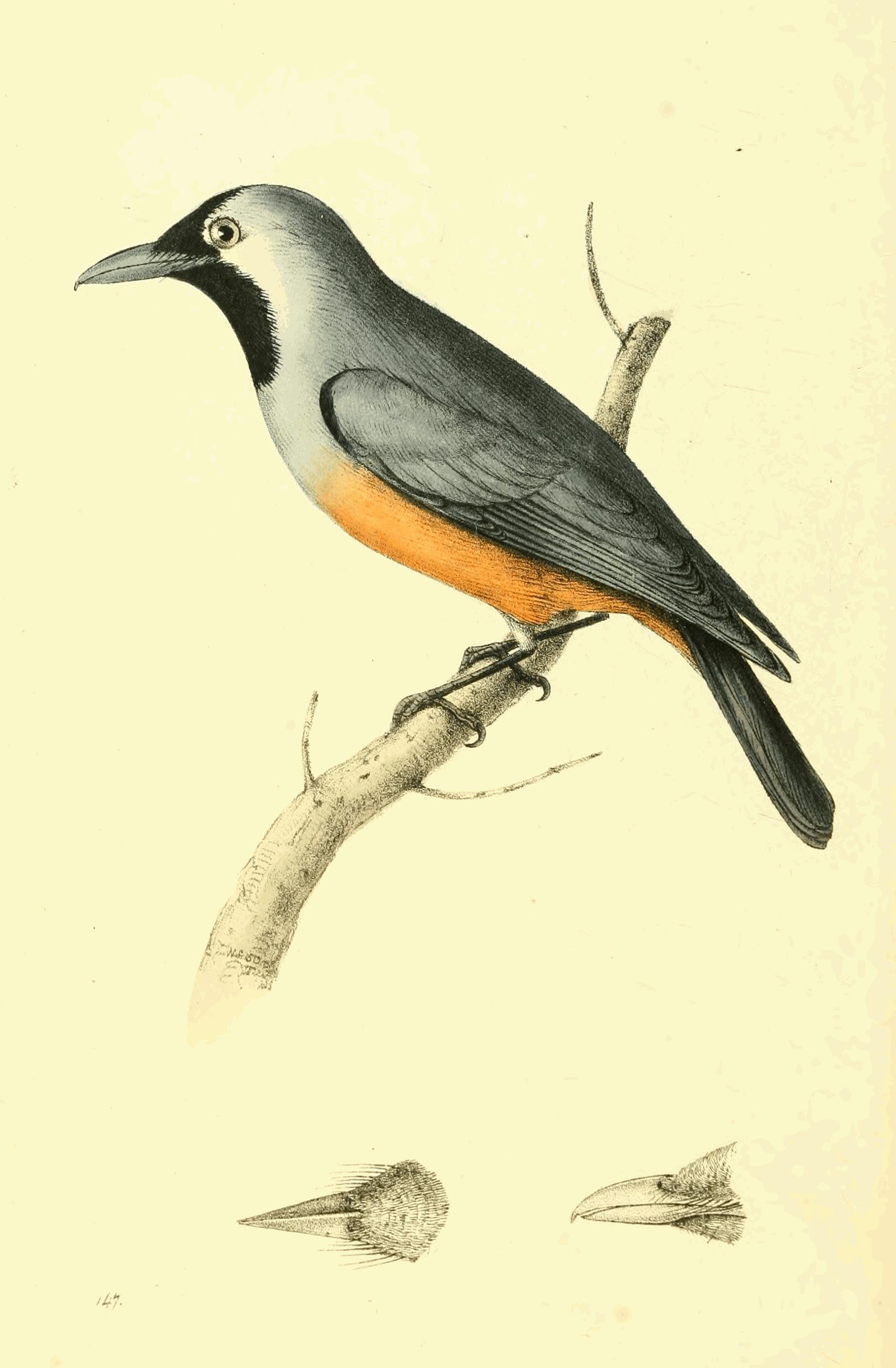 Plate 147. Plate 147.