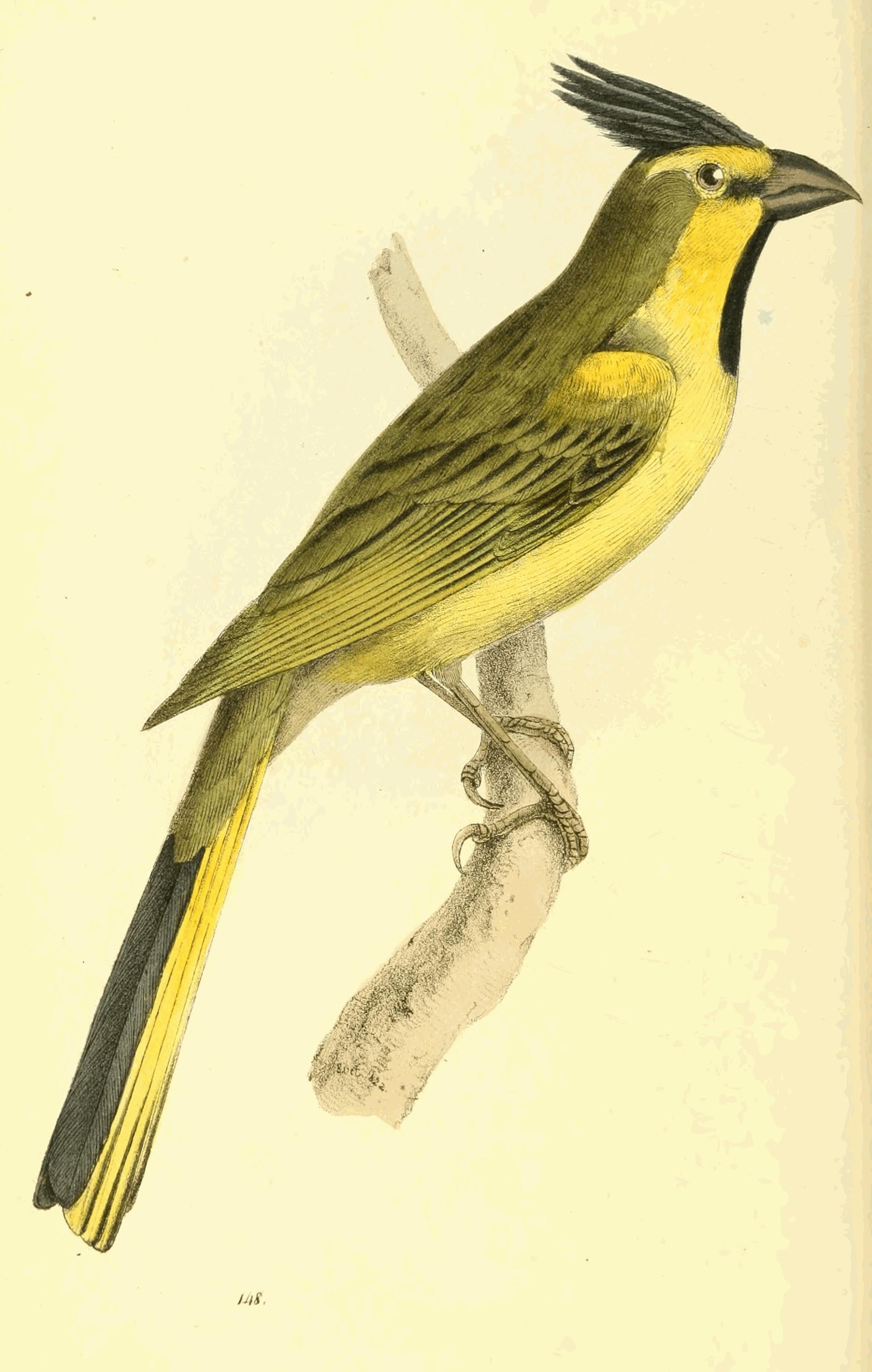 Plate 148. Plate 148.