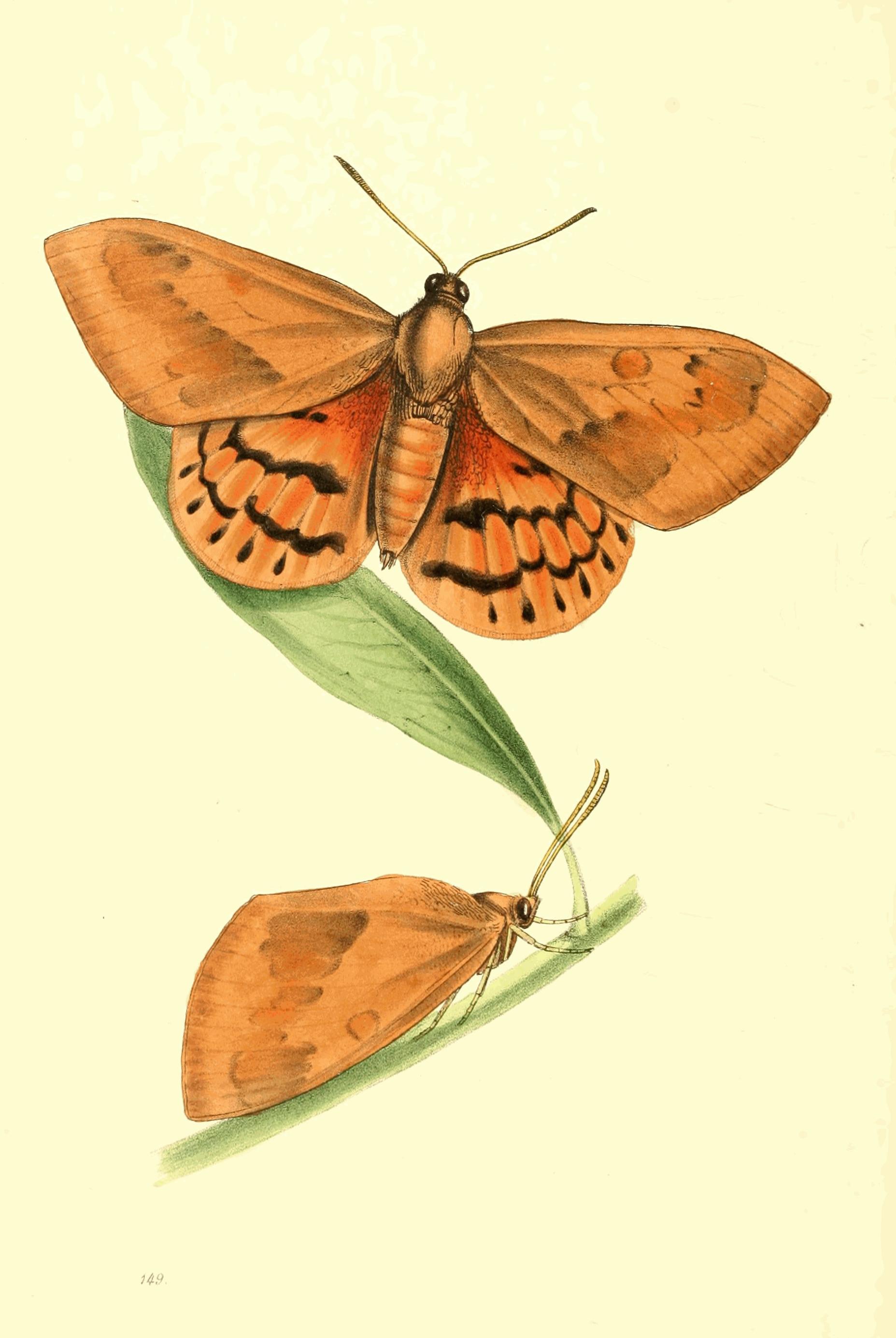 Plate 149. Plate 149.