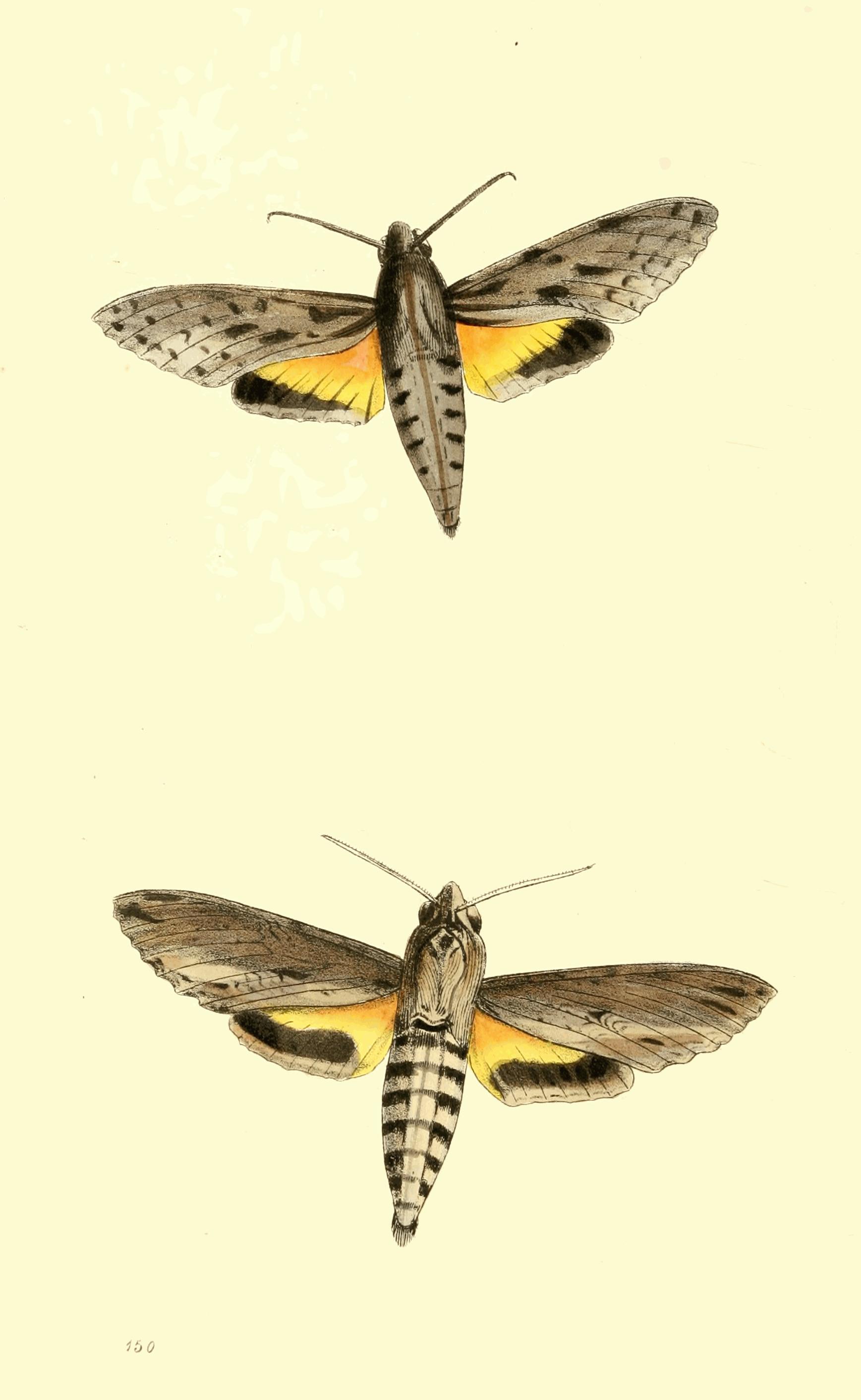 Plate 150. Plate 150.