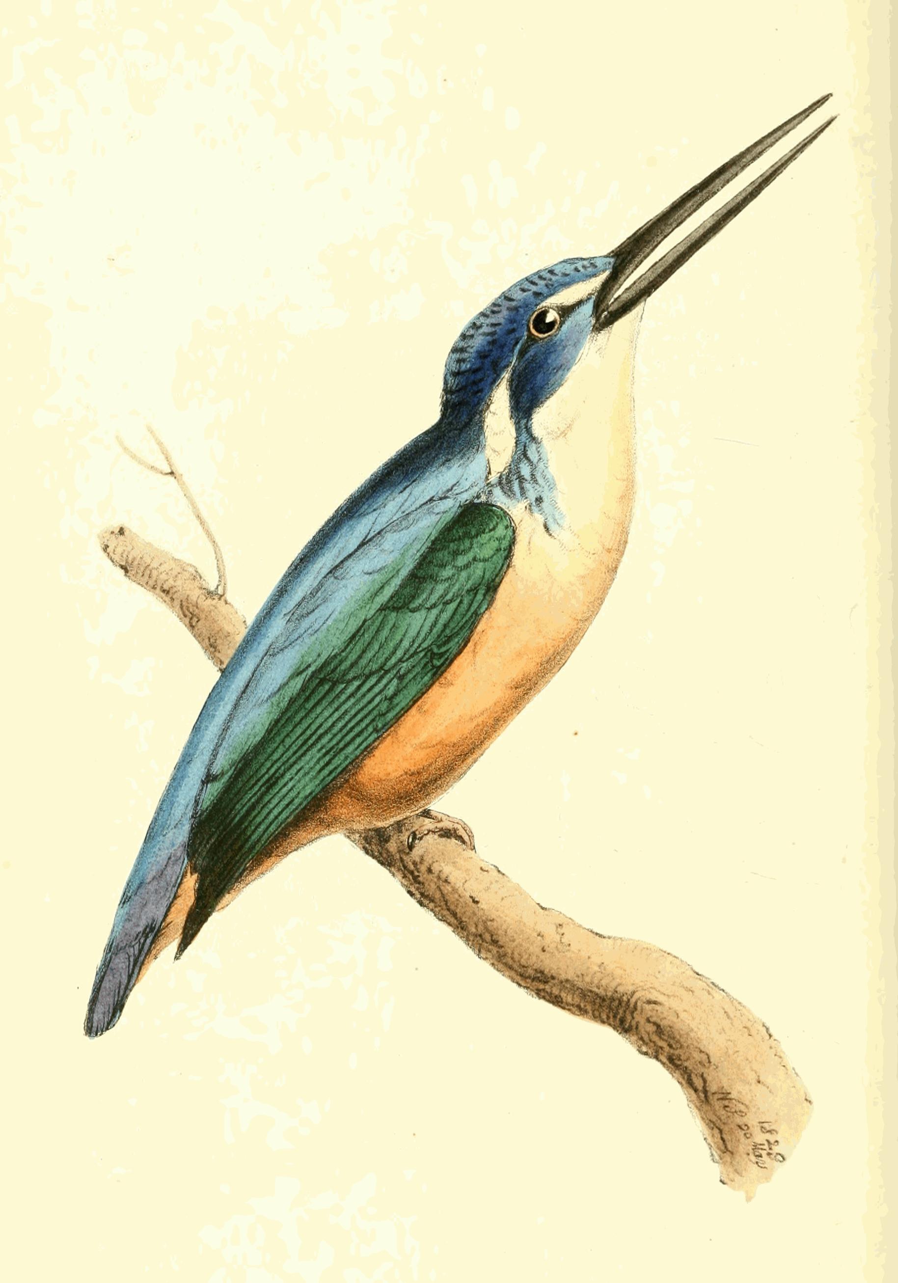 Plate 151. Plate 151.