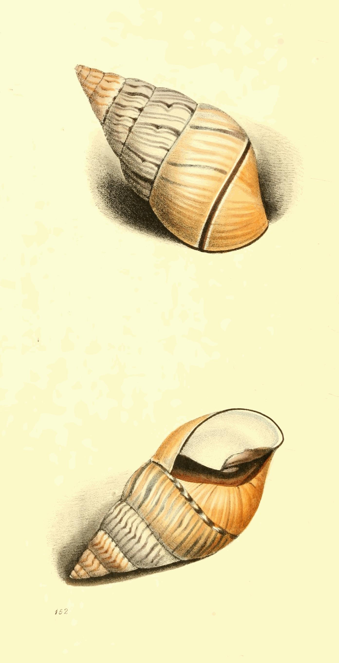 Plate 152. Plate 152.