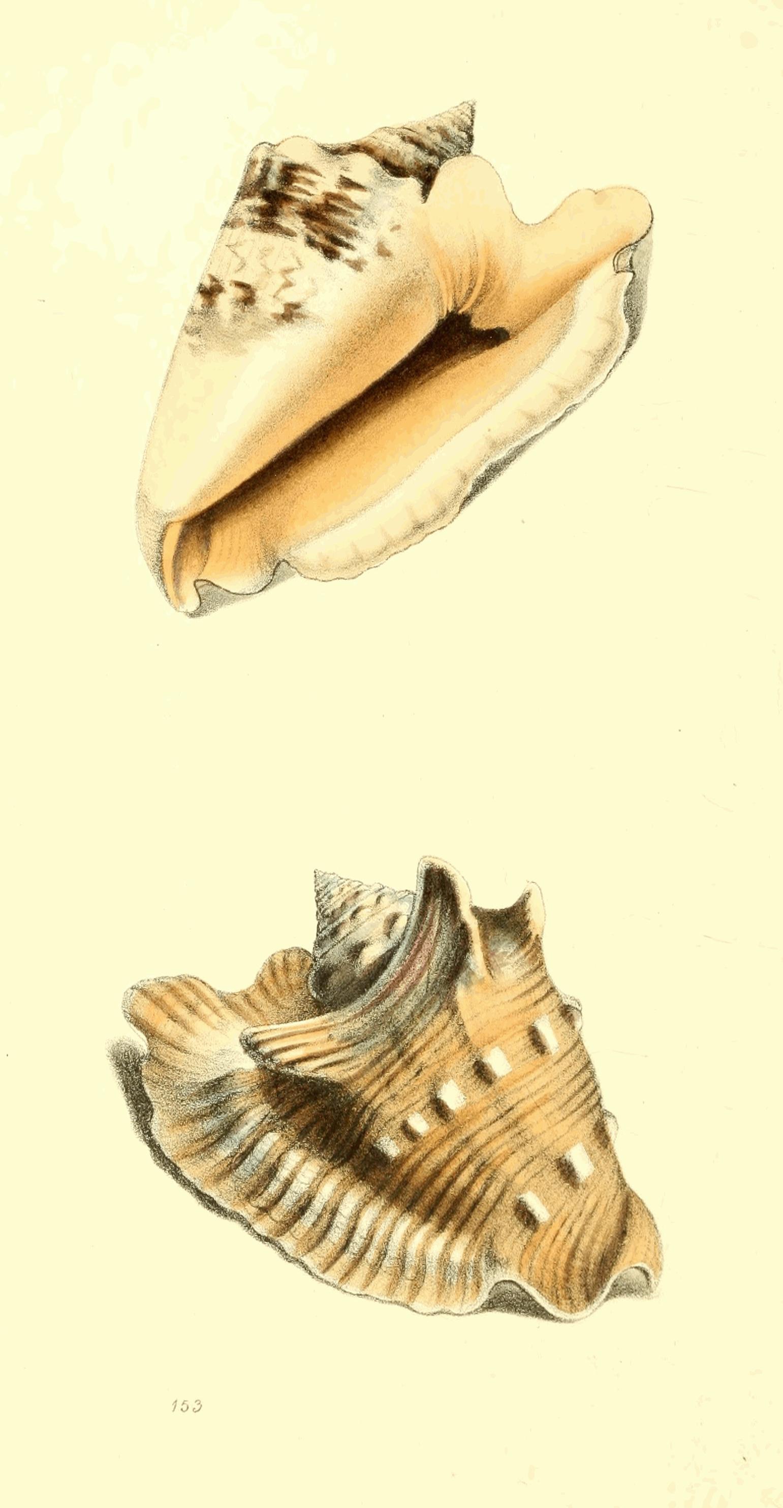 Plate 153. Plate 153.