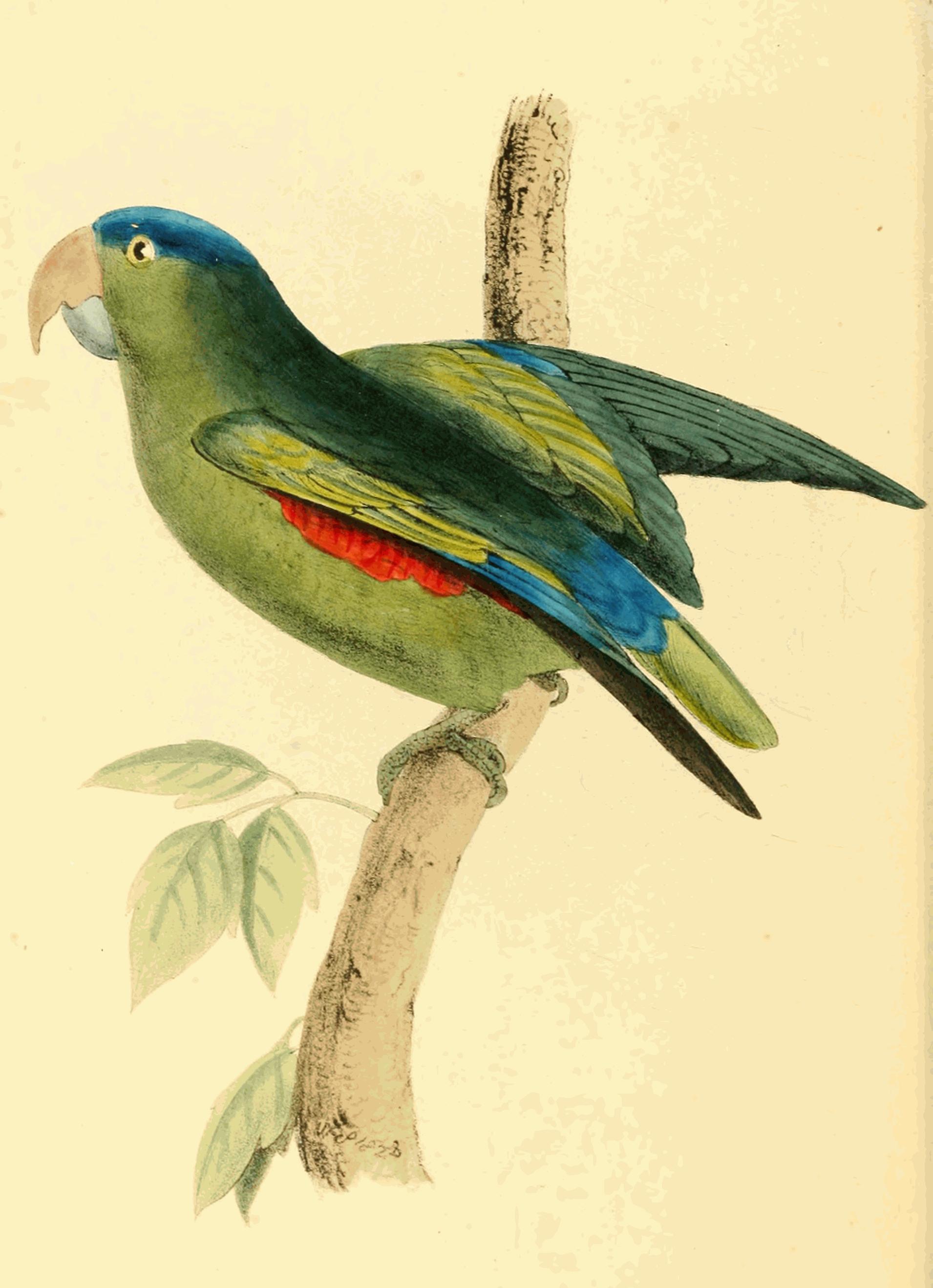 Plate 154. Plate 154.