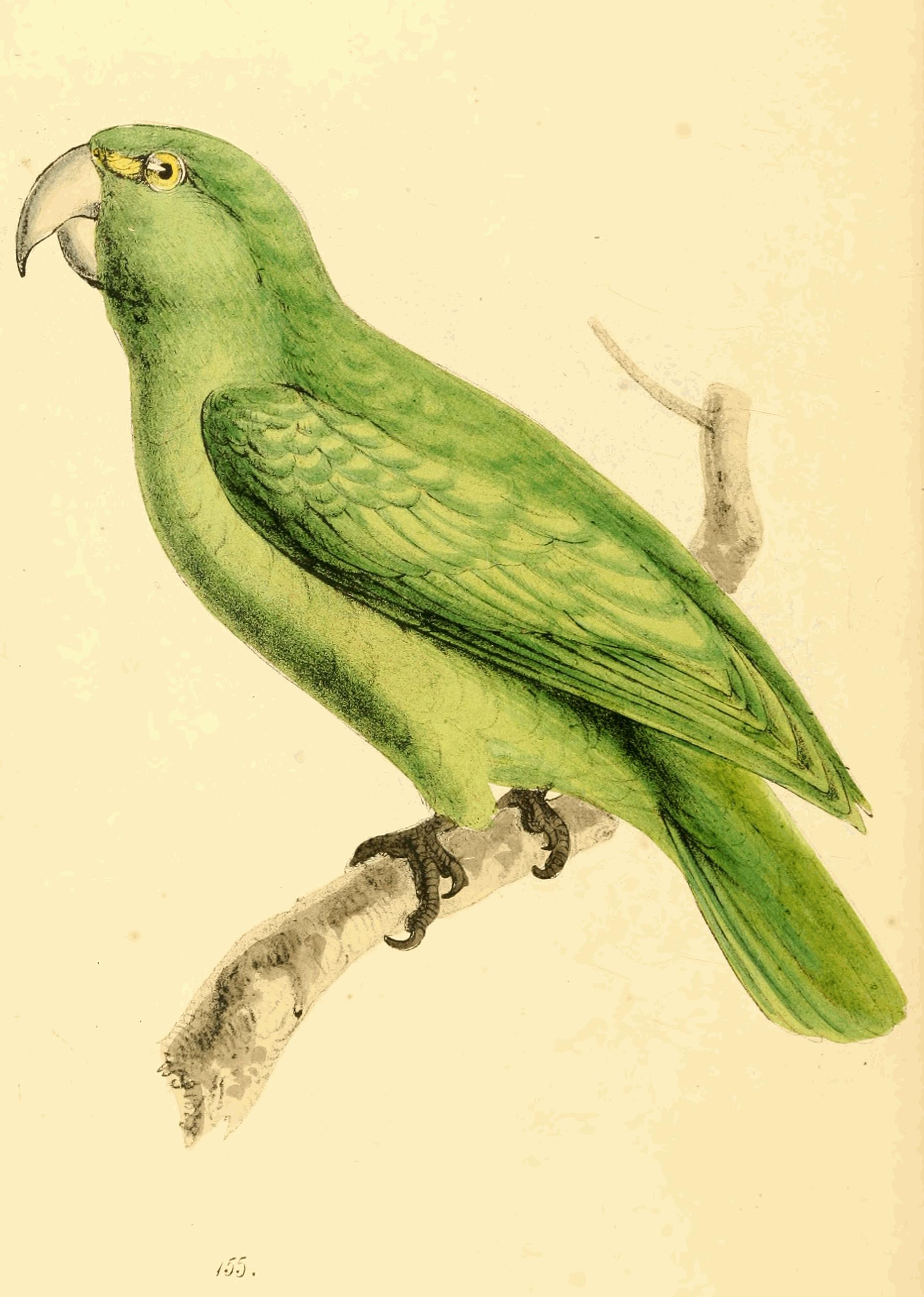 Plate 155. Plate 155.