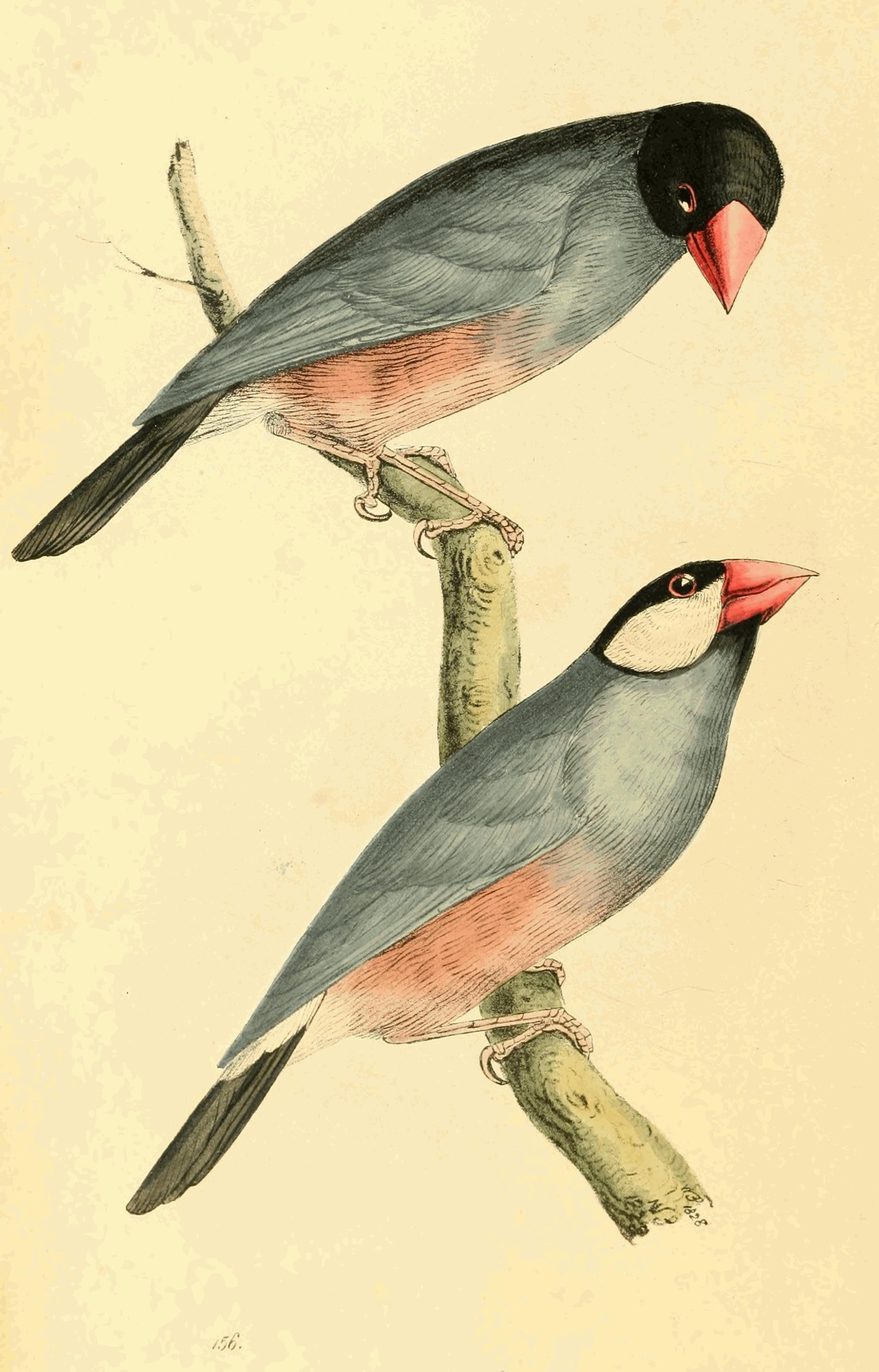 Plate 156. Plate 156.