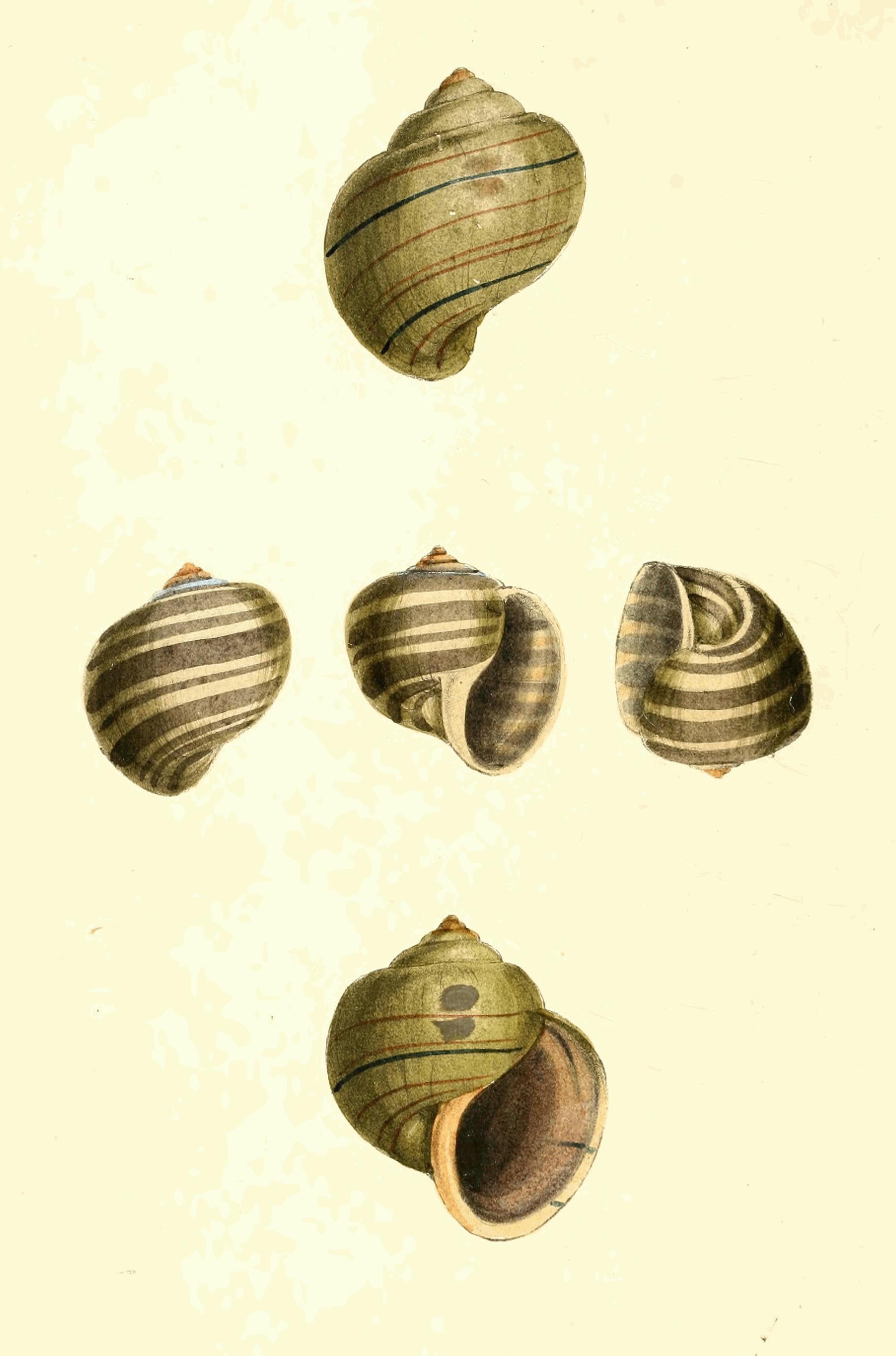 Plate 157. Plate 157.