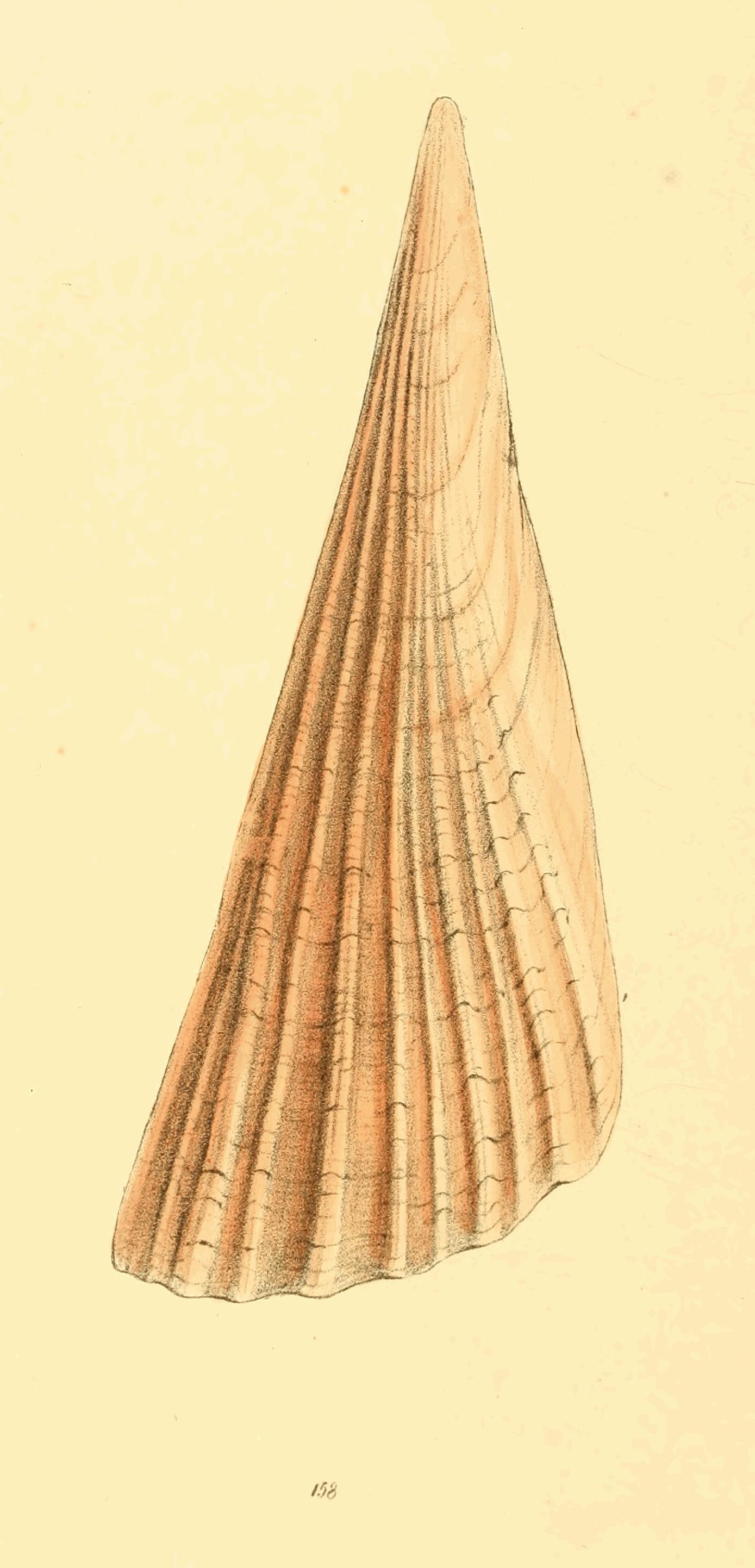 Plate 158. Plate 158.
