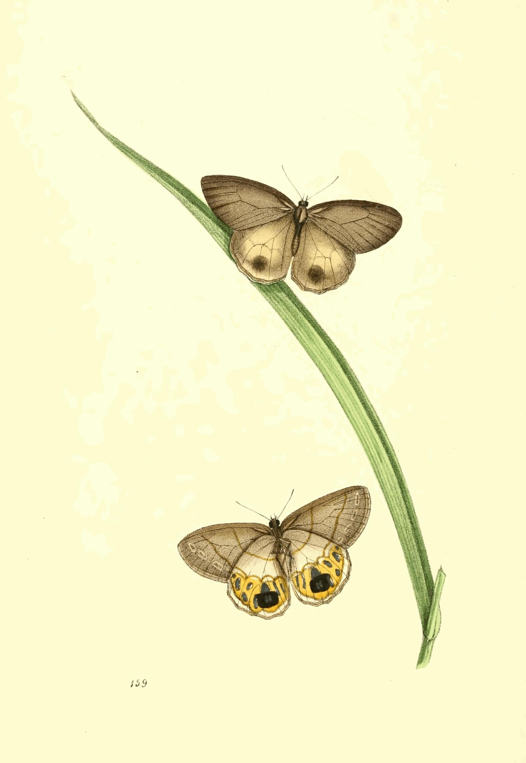 Plate 159. Plate 159.