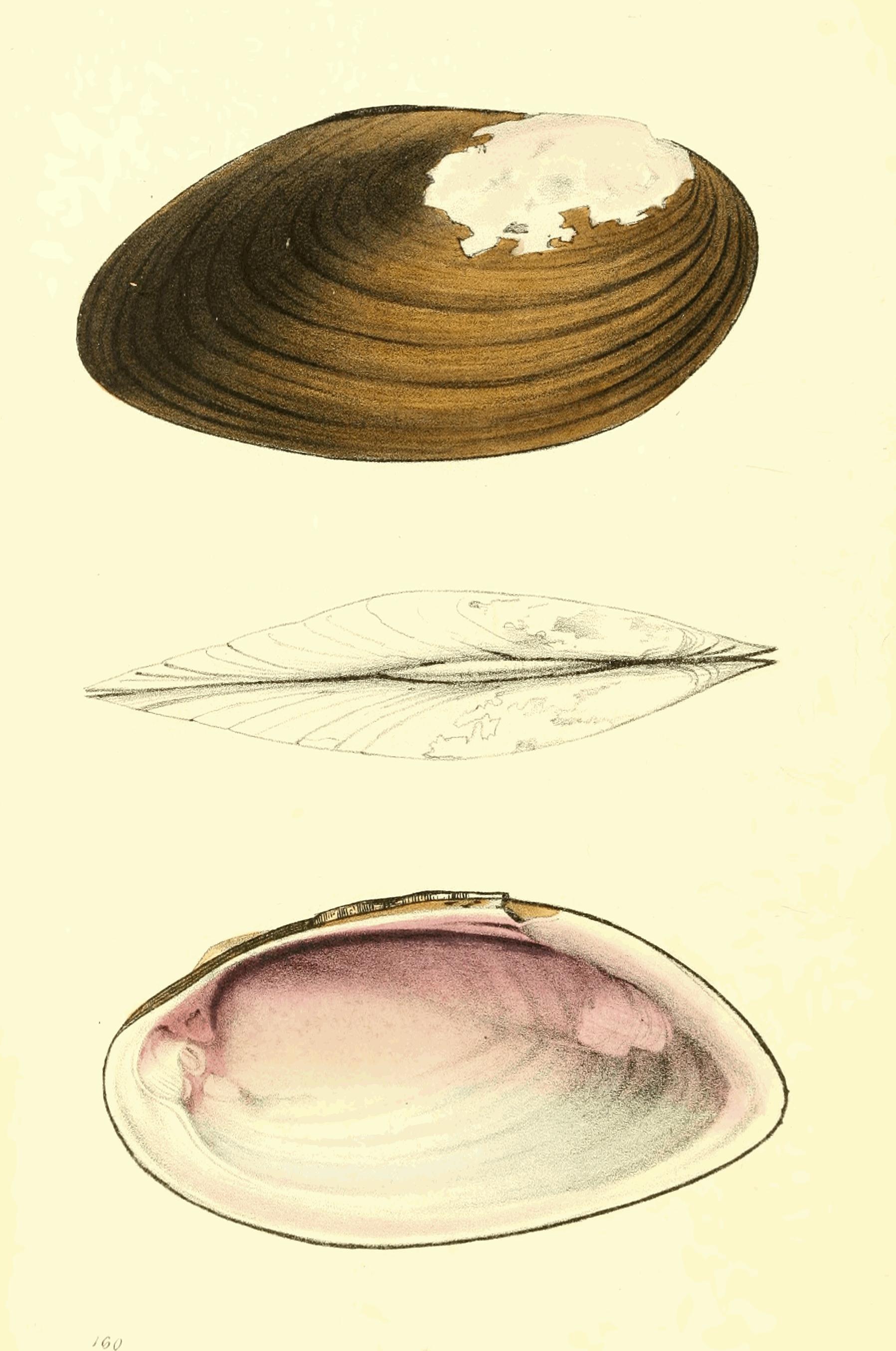 Plate 160. Plate 160.