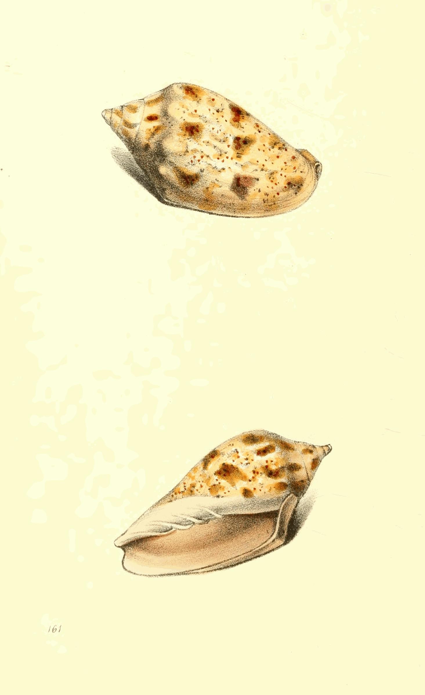 Plate 161. Plate 161.