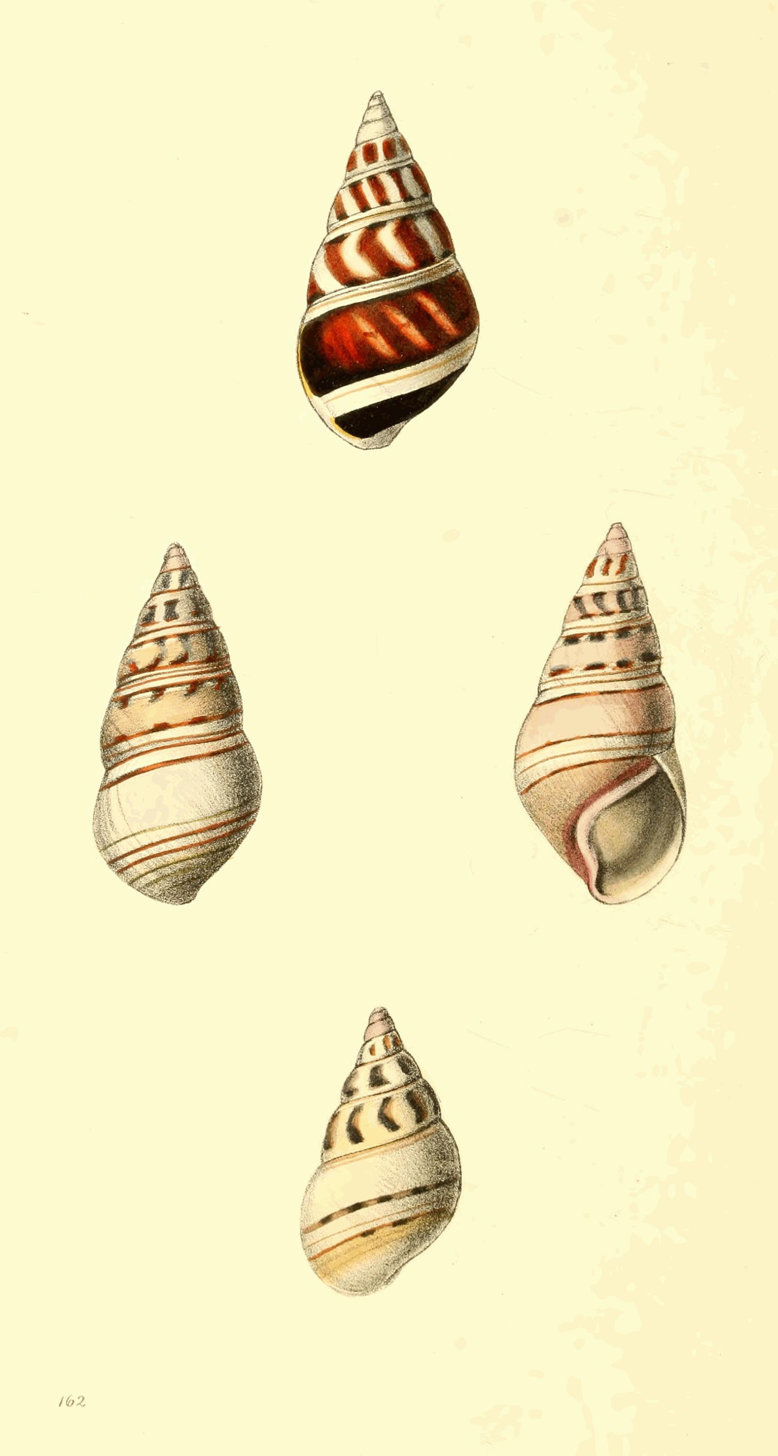 Plate 162. Plate 162.