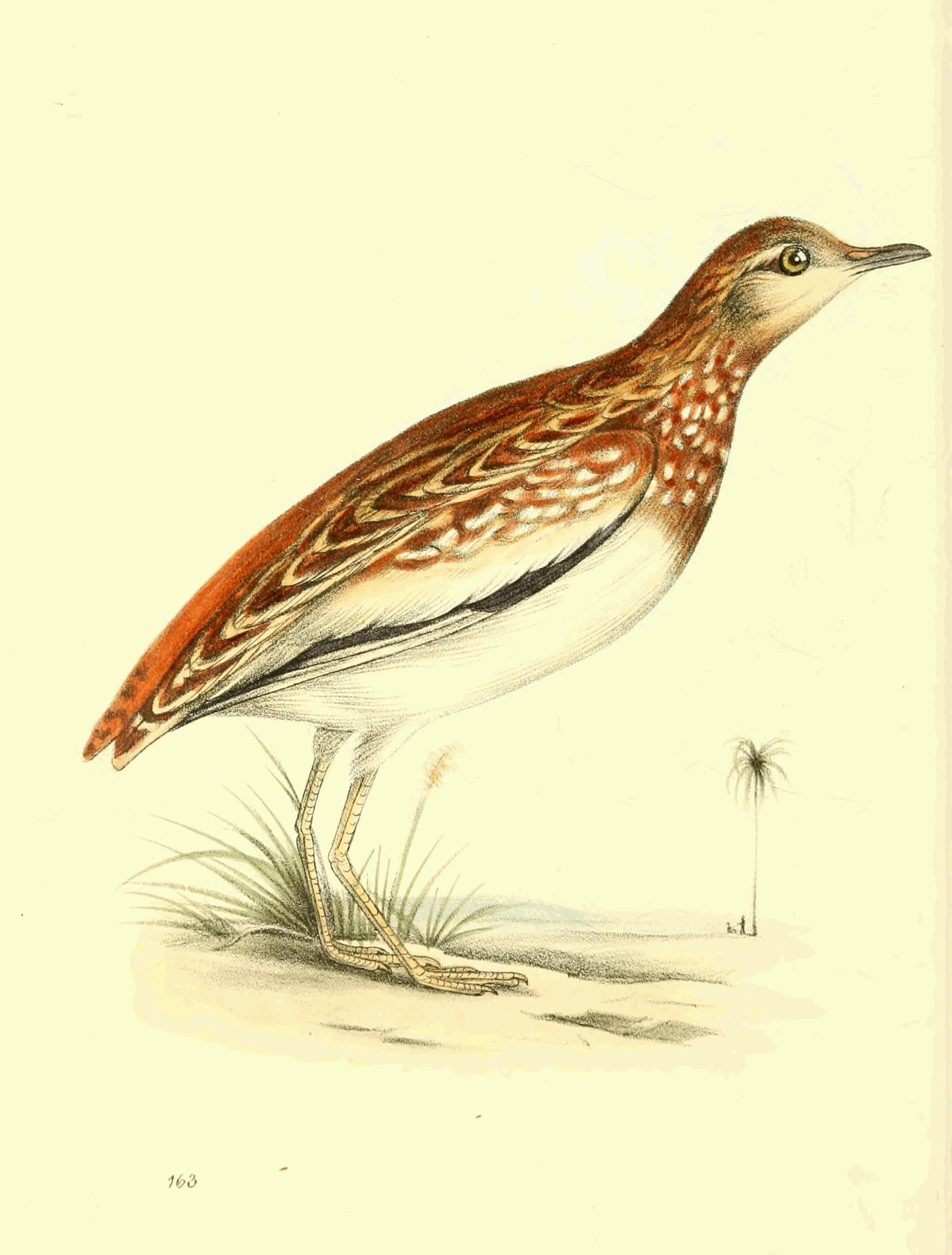 Plate 163. Plate 163.