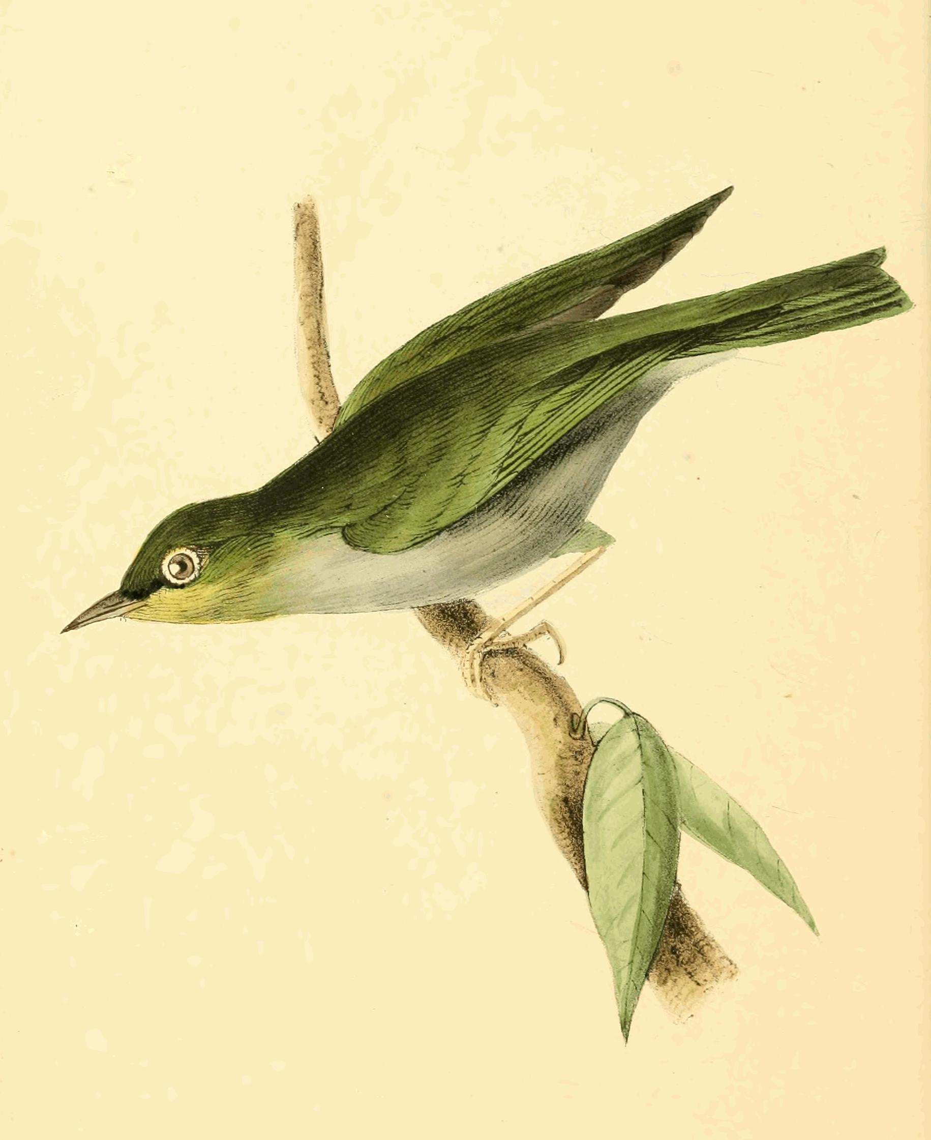 Plate 164. Plate 164.