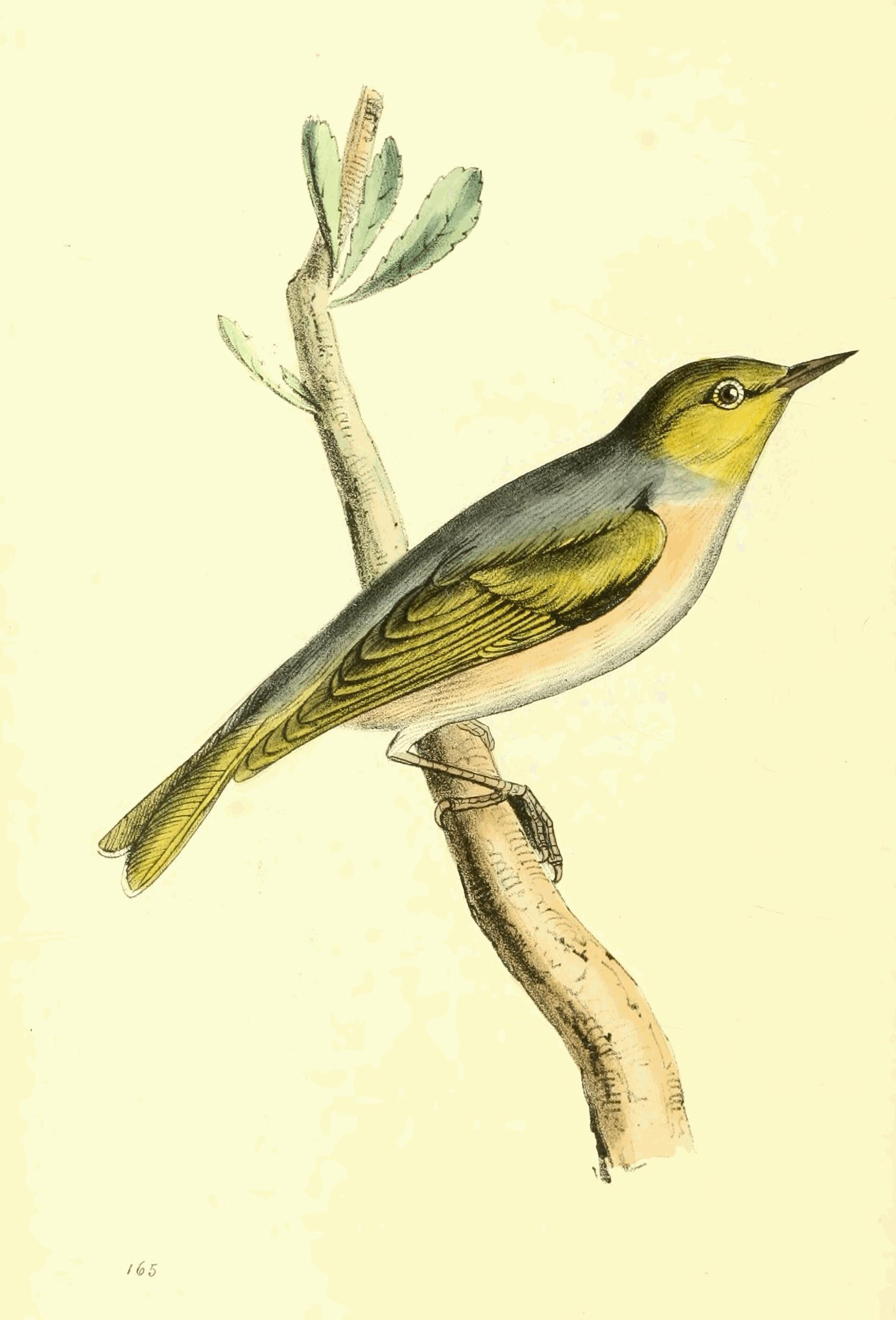 Plate 165. Plate 165.