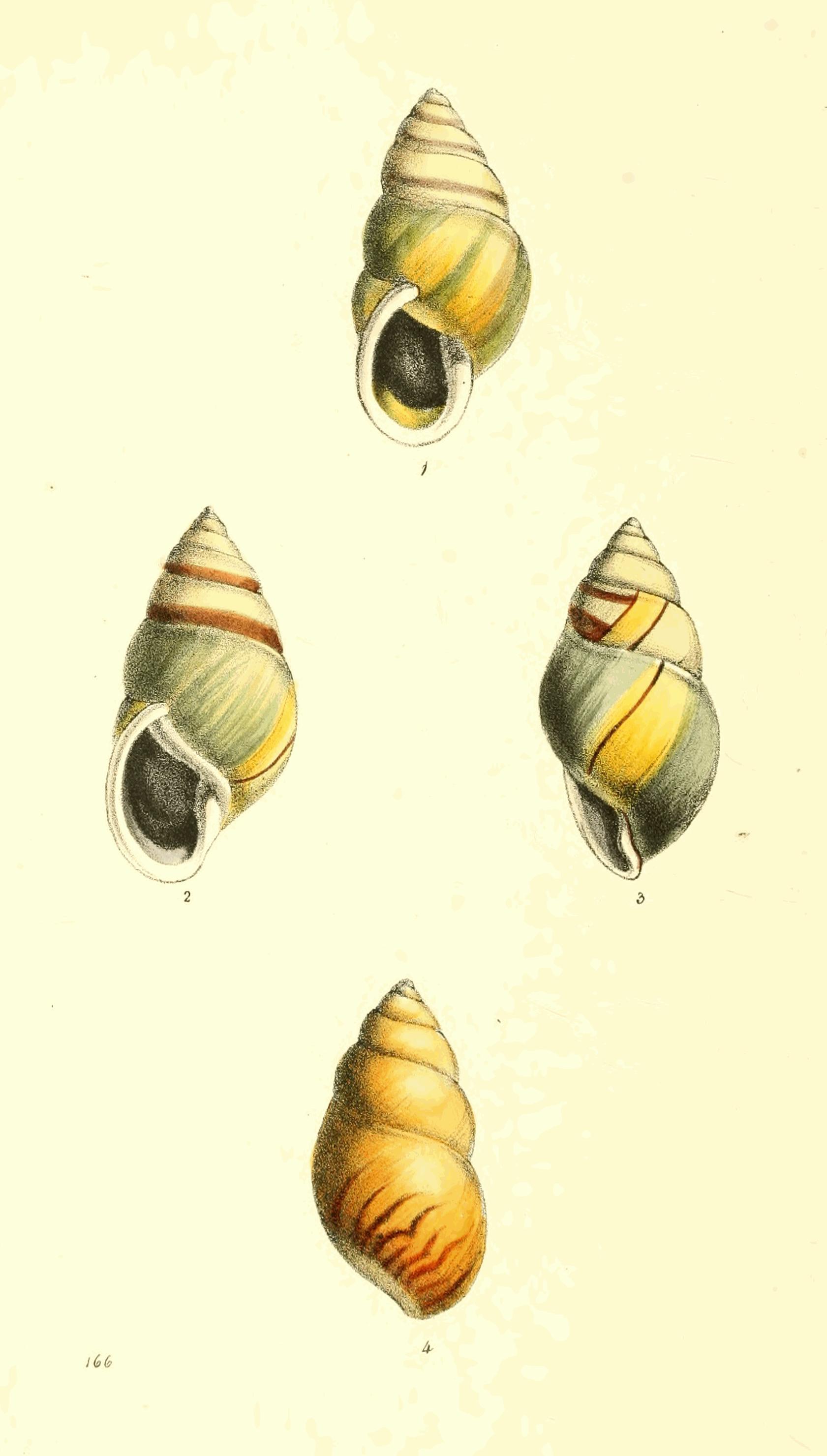 Plate 166. Plate 166.