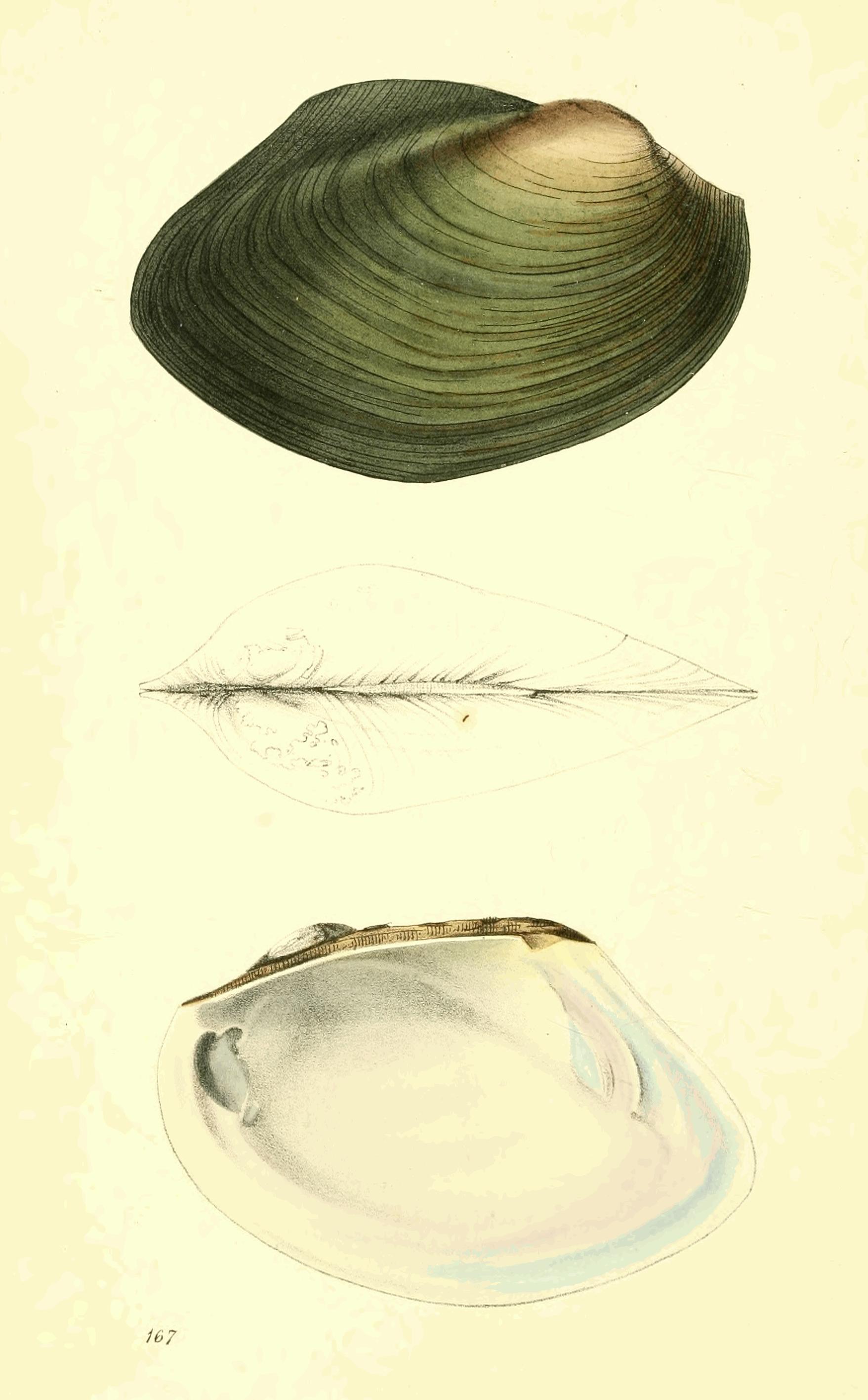 Plate 167. Plate 167.