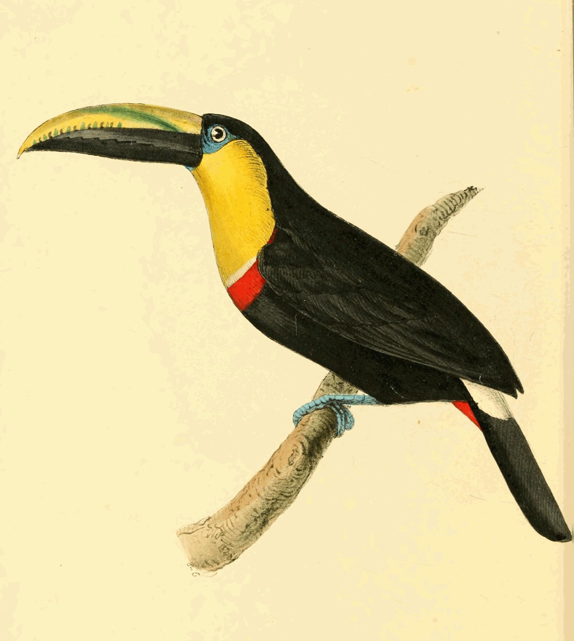 Plate 168. Plate 168.