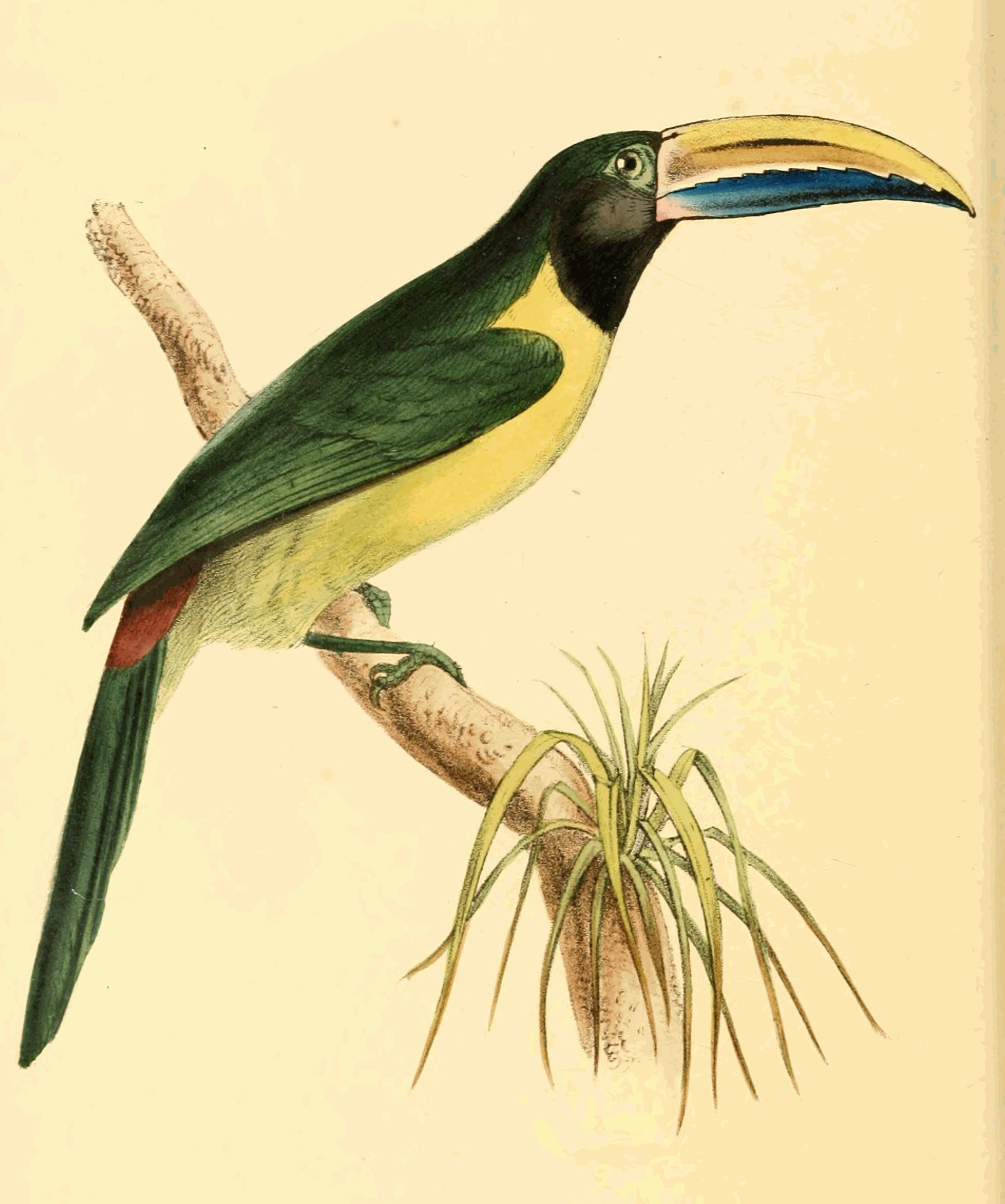 Plate 169. Plate 169.