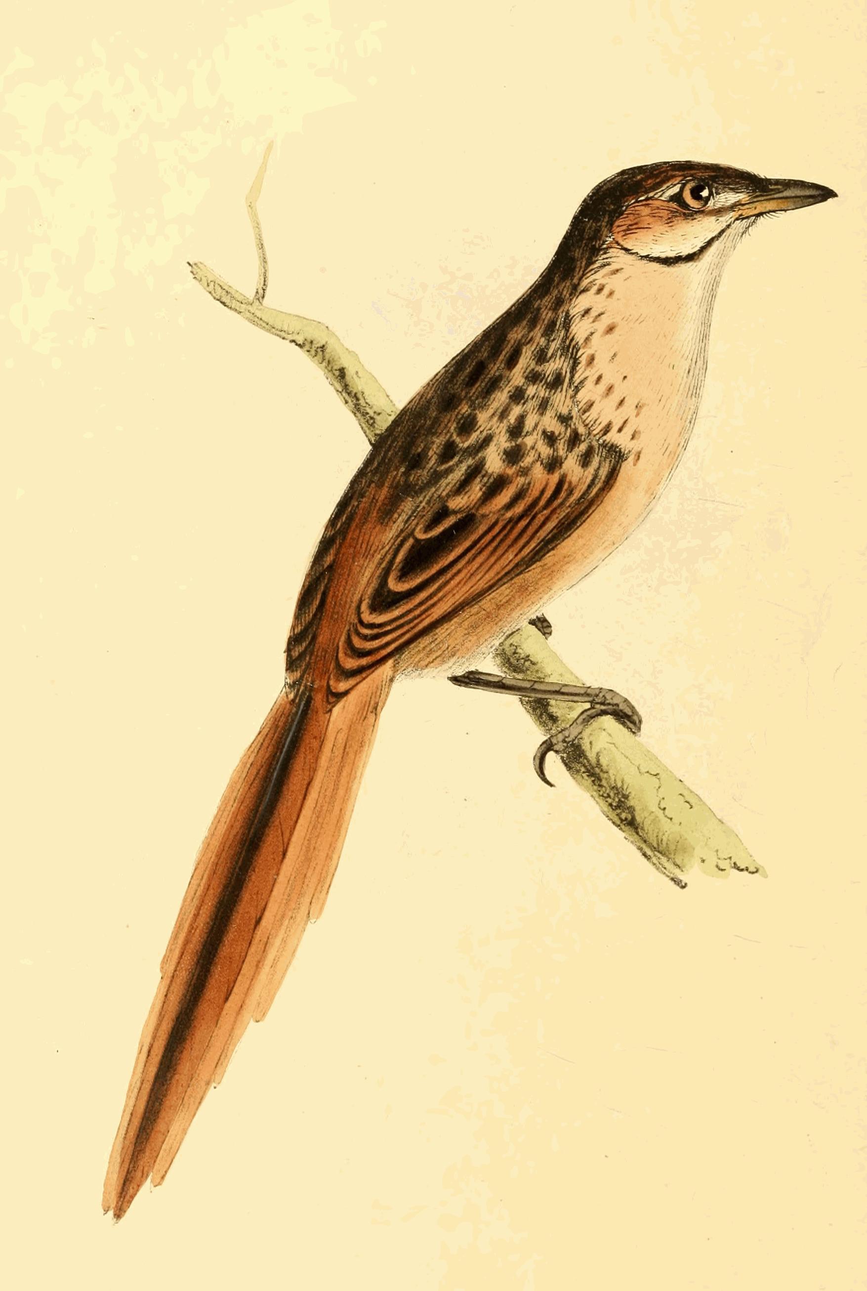 Plate 170. Plate 170.