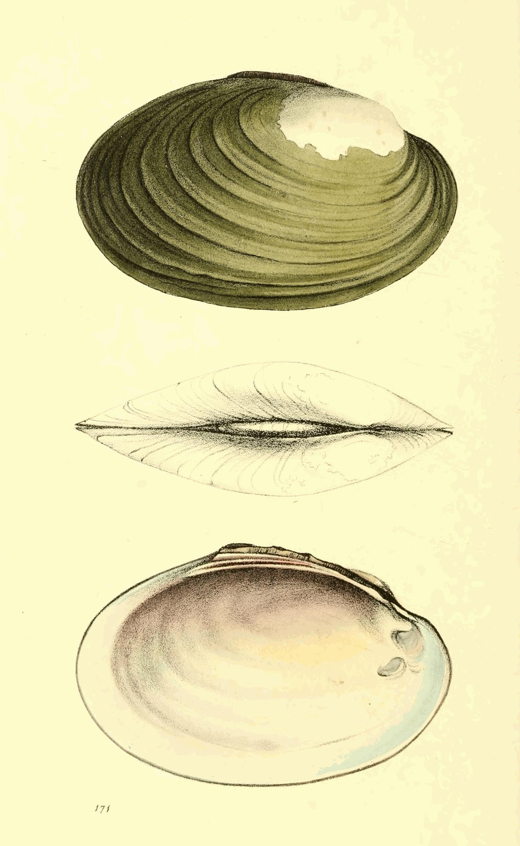 Plate 171. Plate 171.