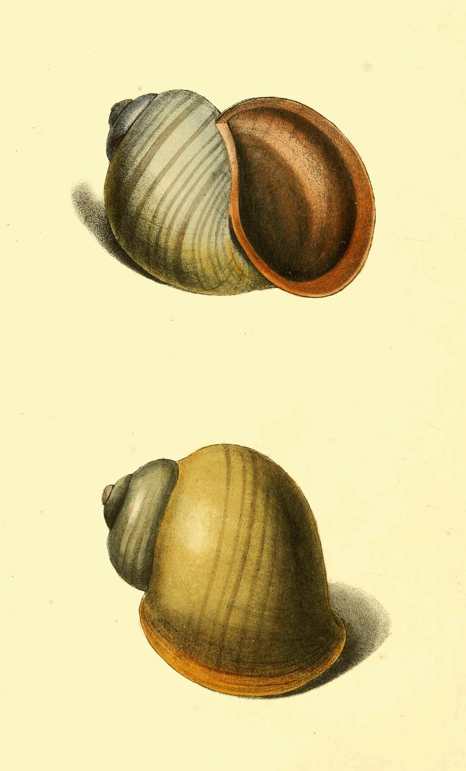 Plate 172. Plate 172.