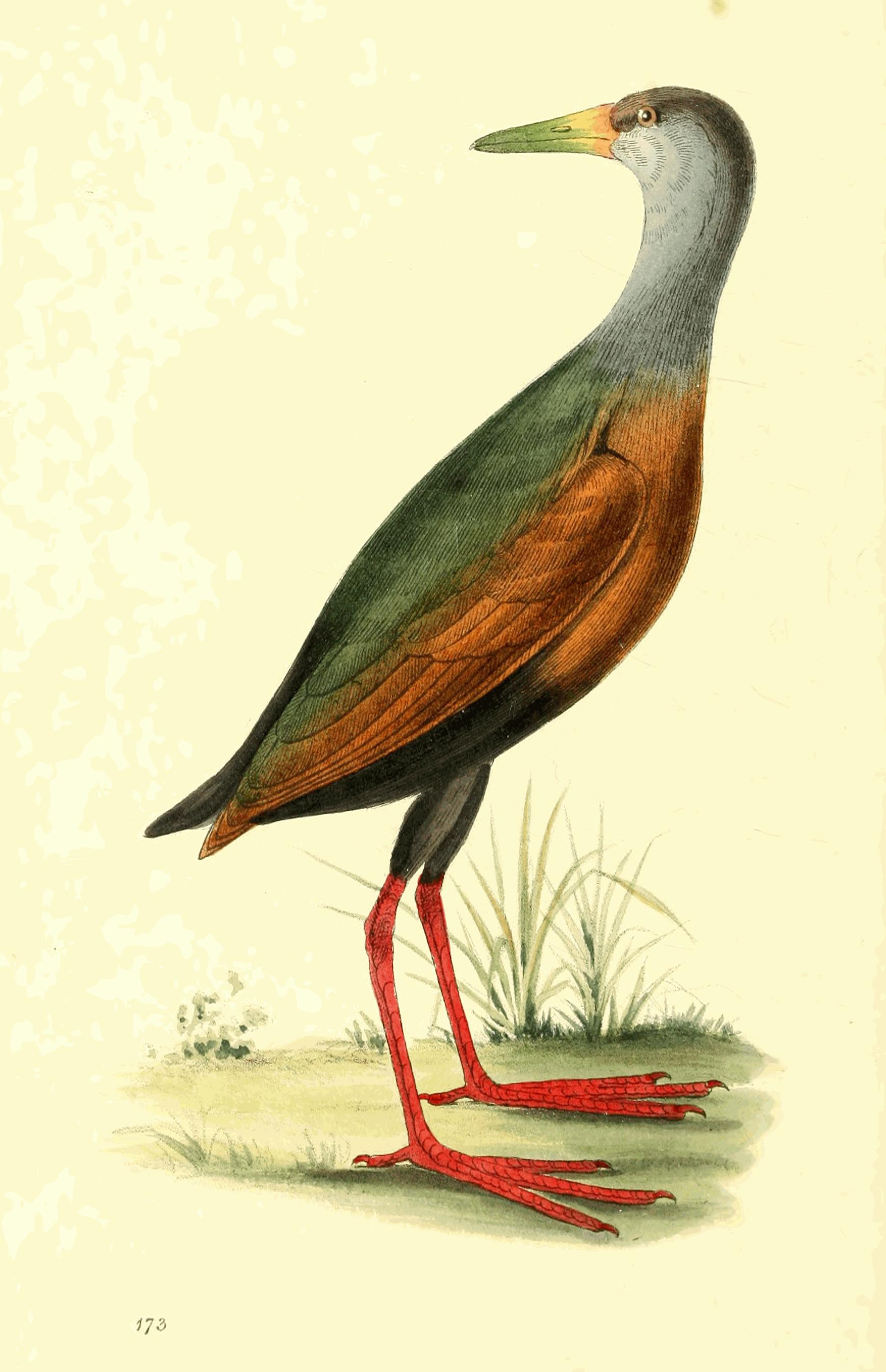 Plate 173. Plate 173.
