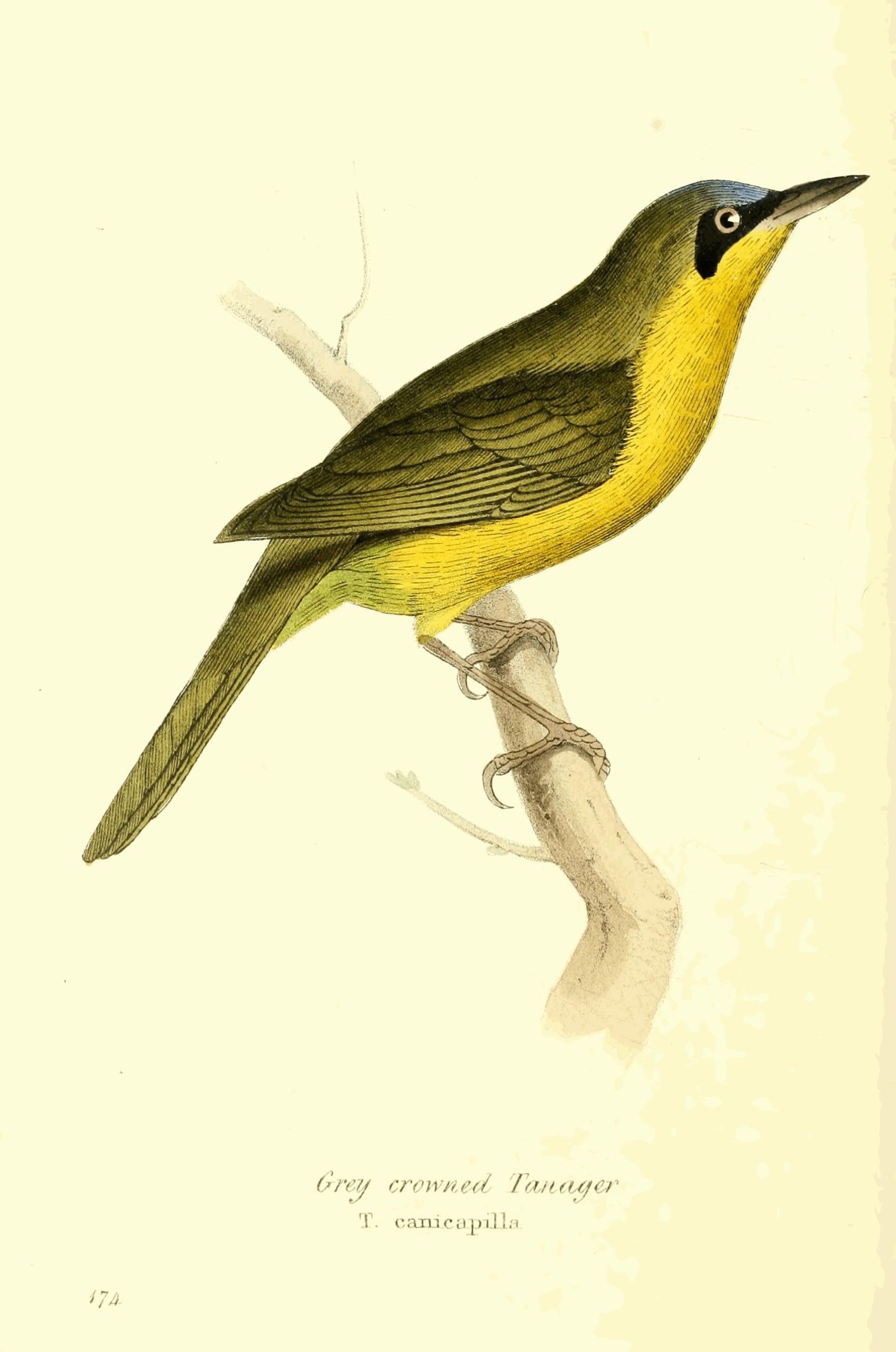 Plate 174. Plate 174.