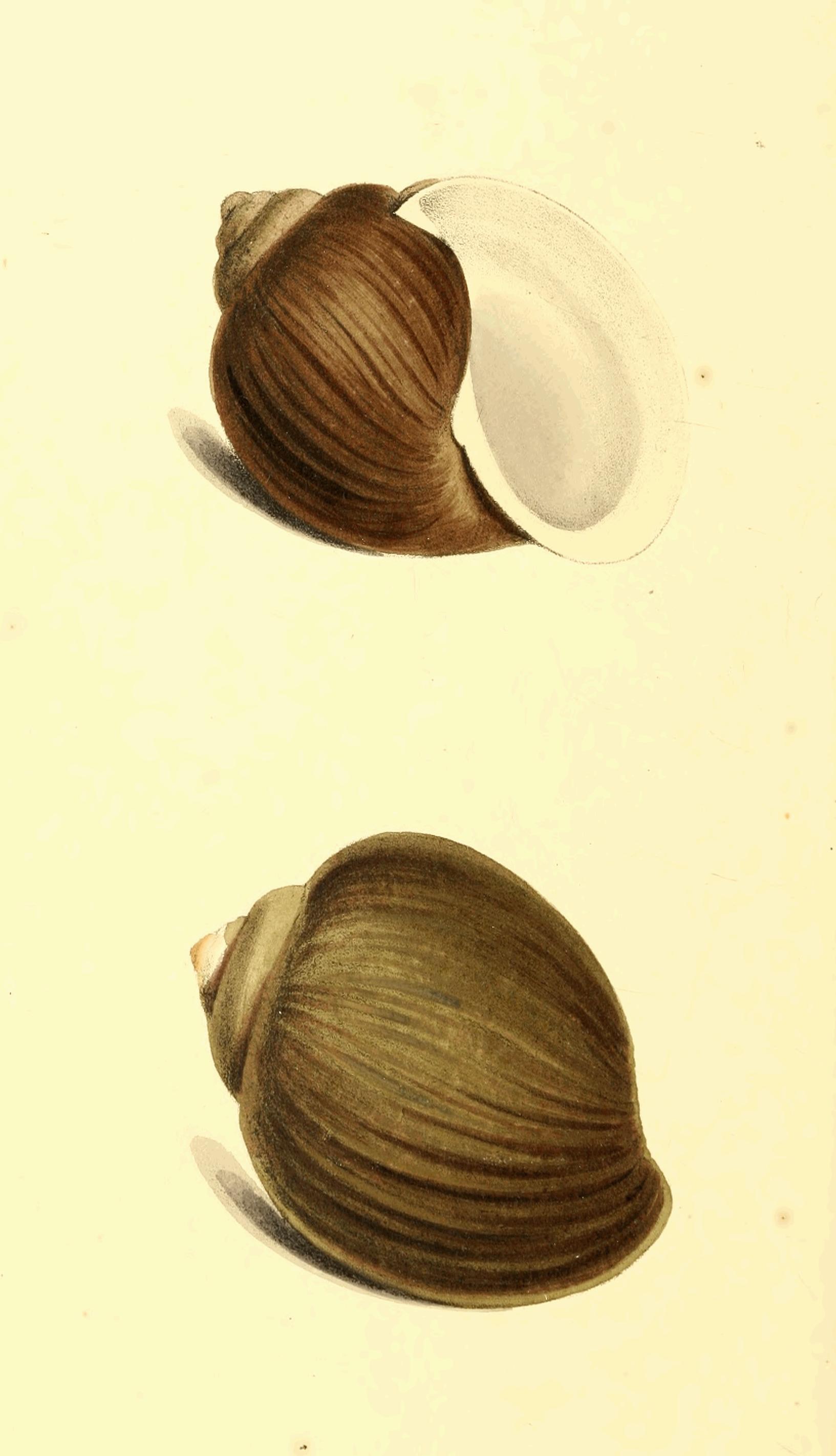 Plate 175. Plate 175.