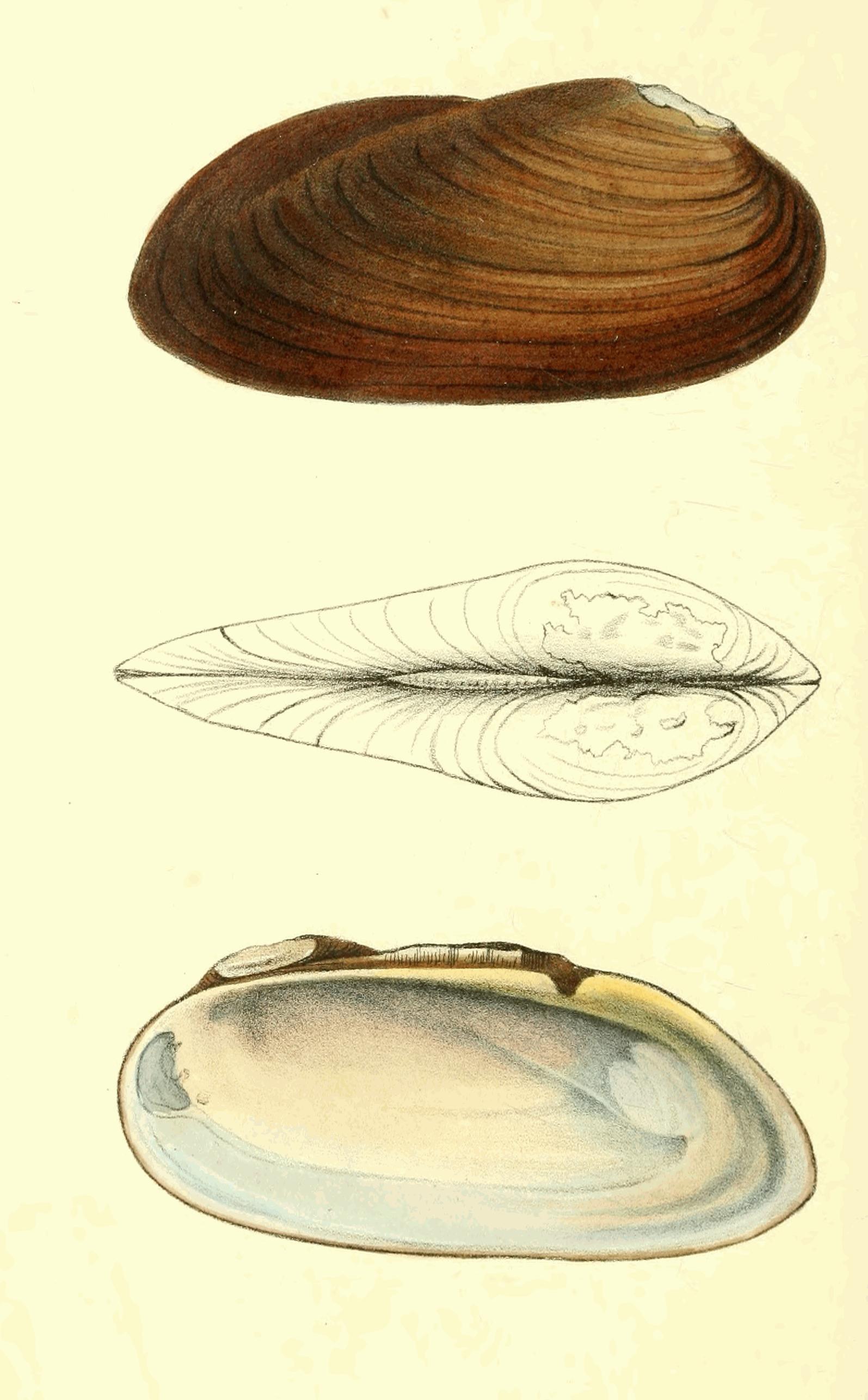 Plate 176. Plate 176.