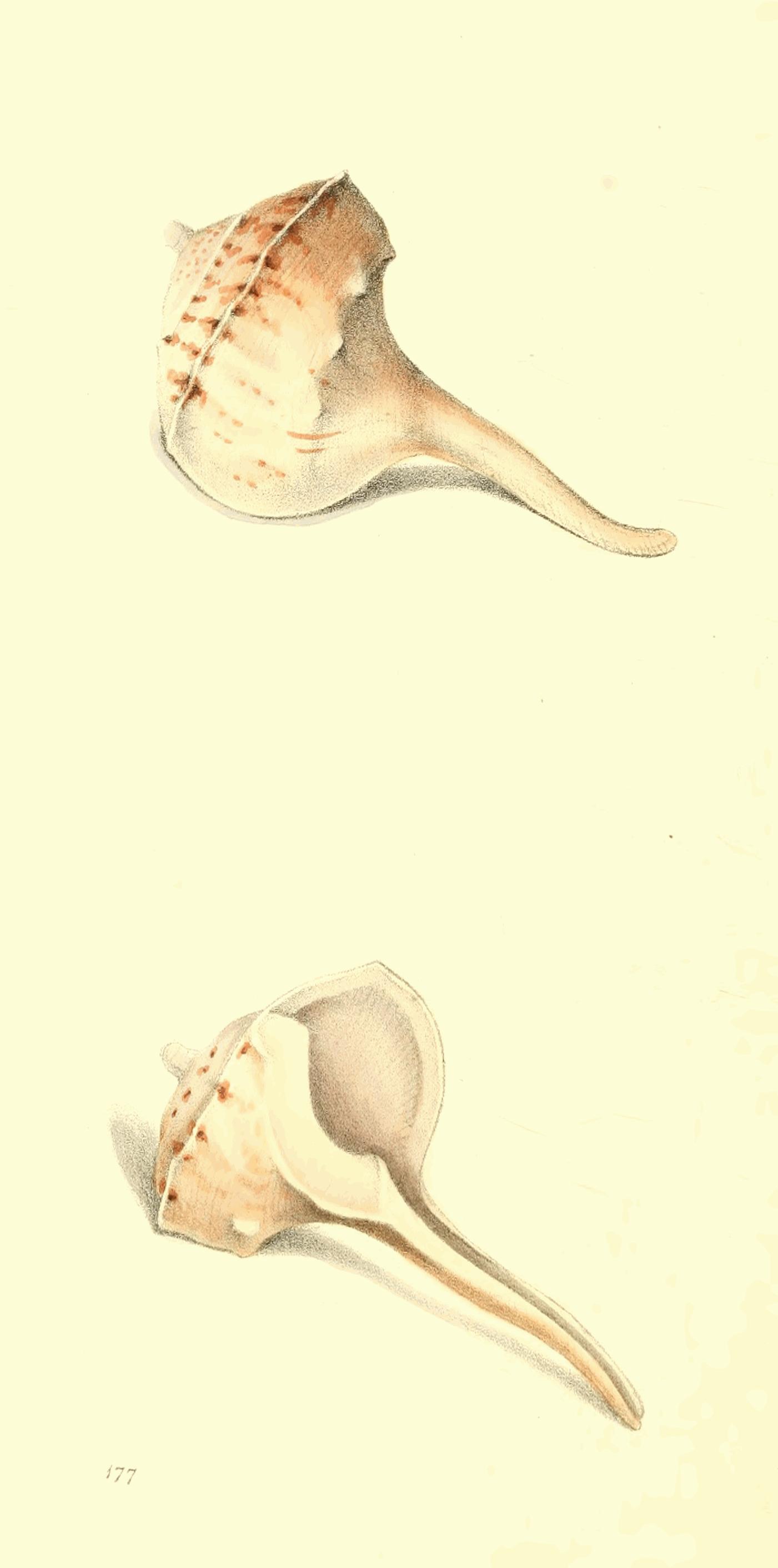 Plate 177. Plate 177.
