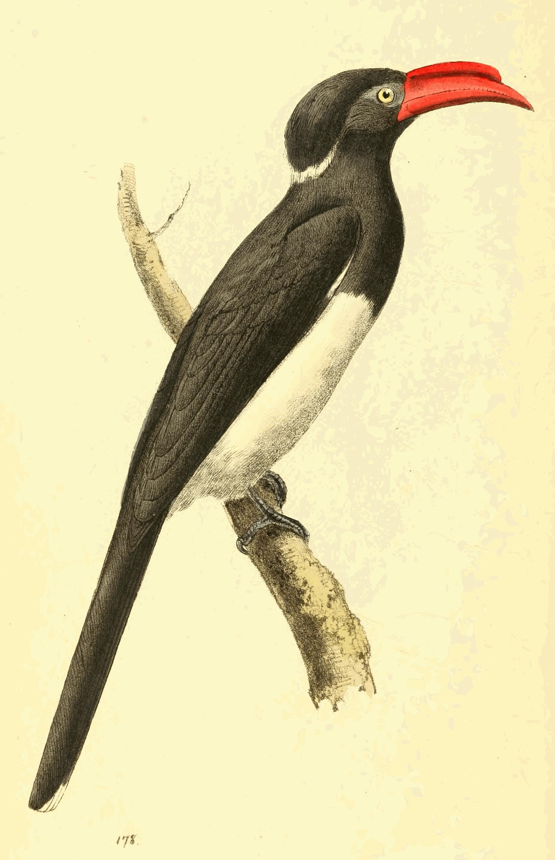 Plate 178. Plate 178.