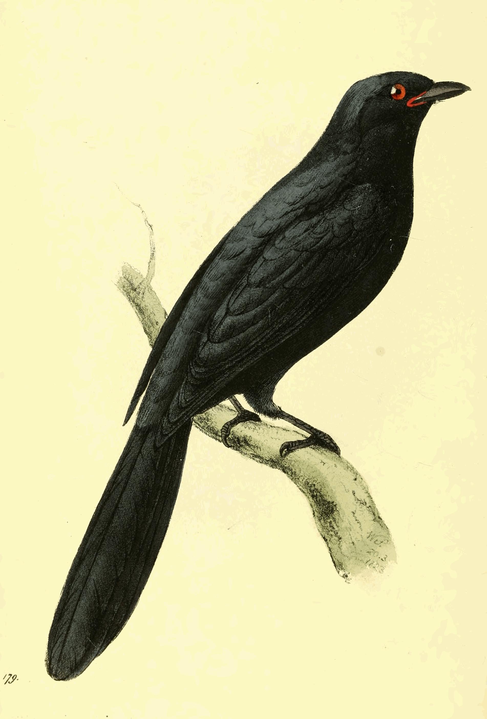 Plate 179. Plate 179.