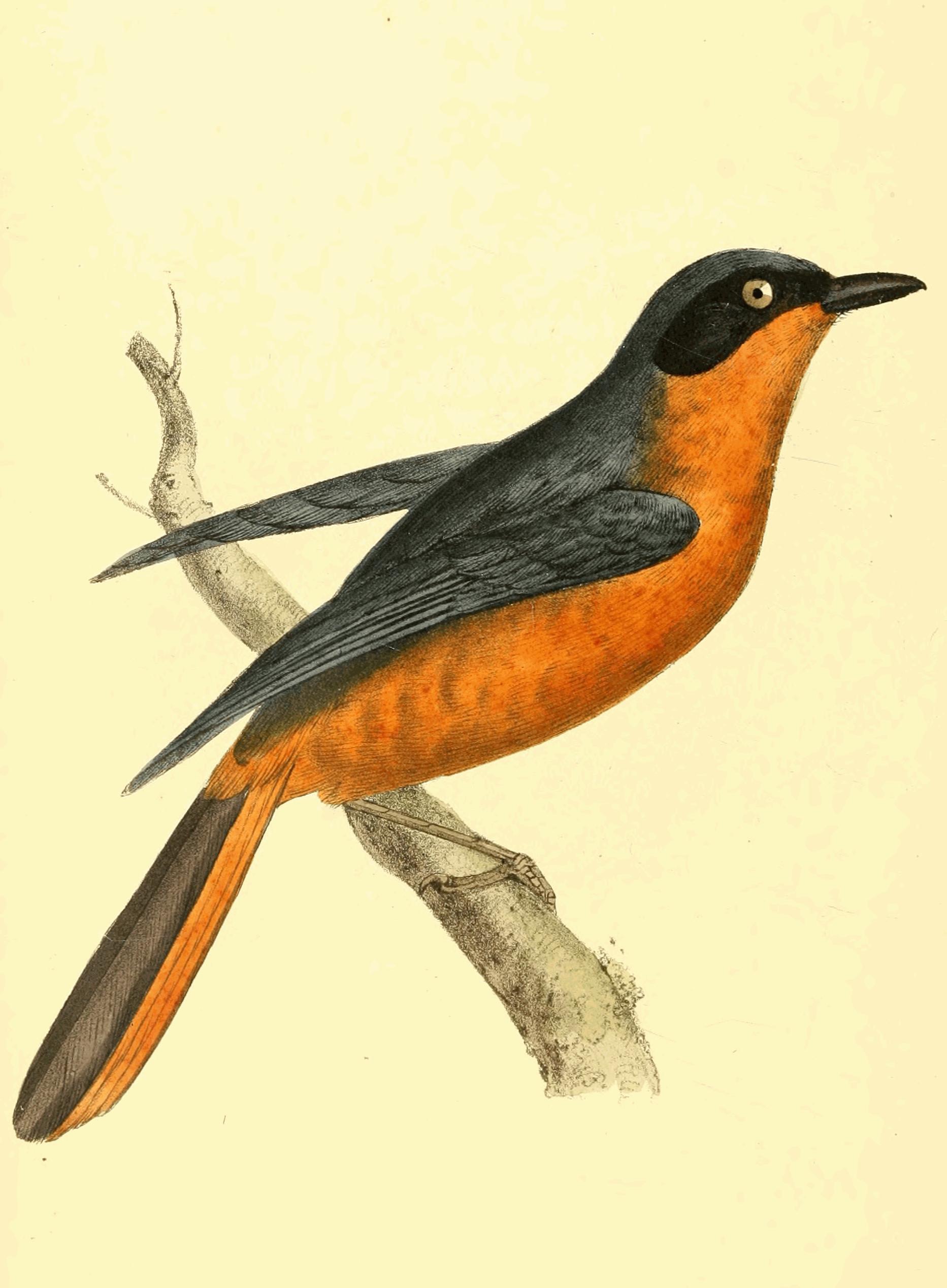 Plate 180. Plate 180.