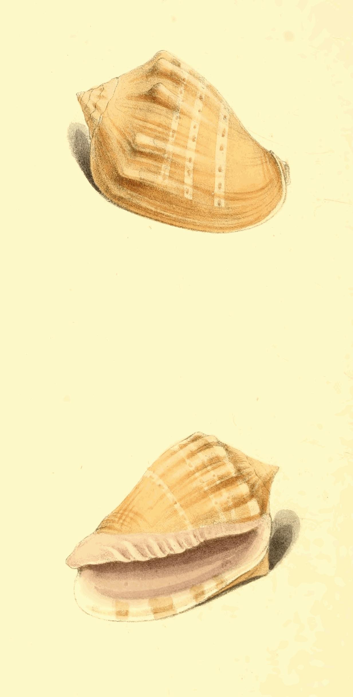 Plate 181. Plate 181.