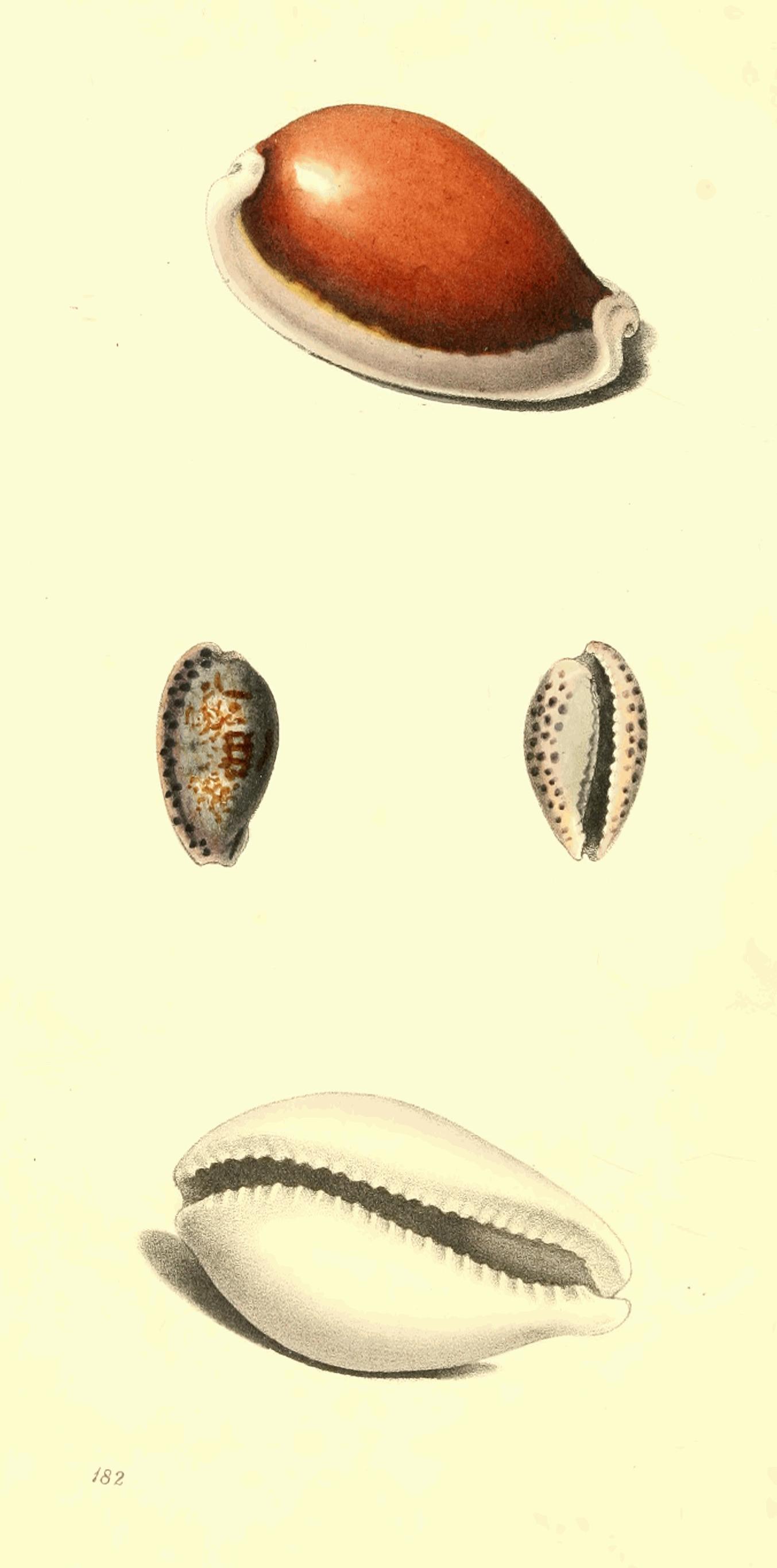 Plate 182. Plate 182.