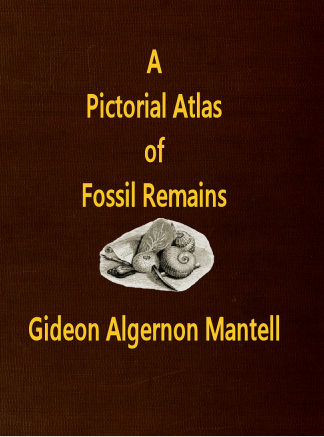A Pictorial Atlas of Fossil Remains Consisting of Coloured Illustrations Selected from Parkinson's "Organic Remains of a Former World;" and Artis's "Antediluvian Phytology."