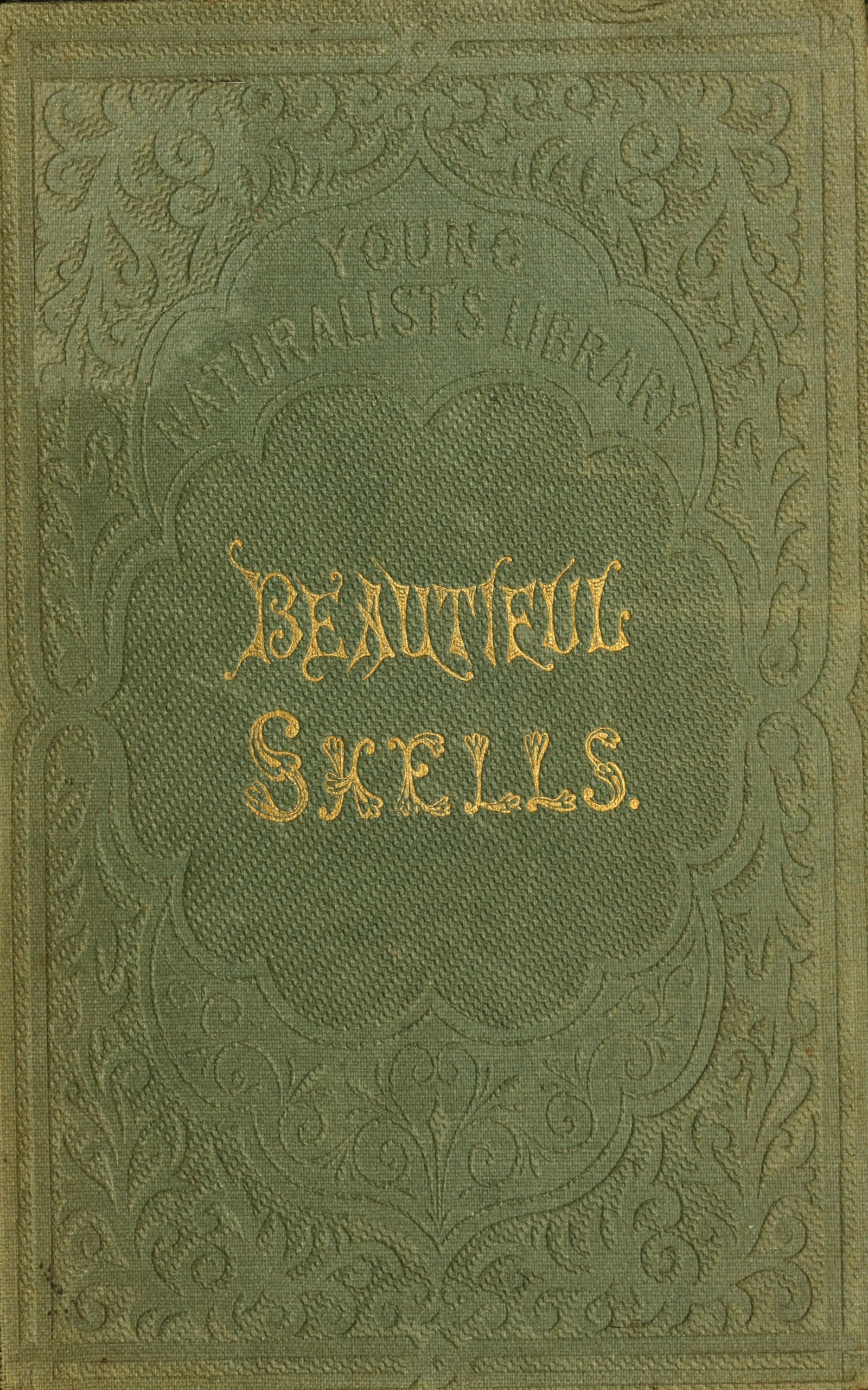 Beautiful Shells