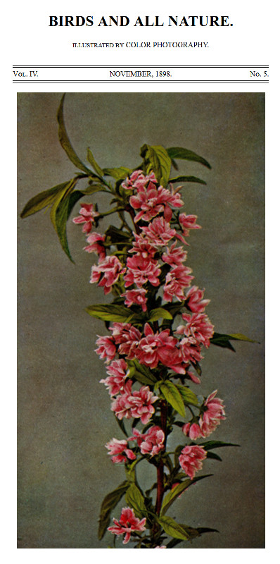 Birds and All Nature, Illustrated by Color Photography, Vol. IV, No. 5, November 1898