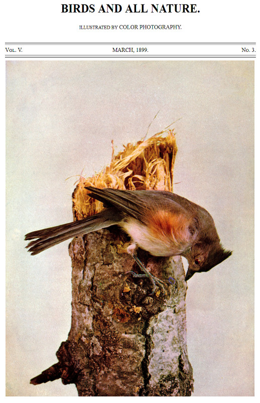 Birds and All Nature, Illustrated by Color Photography Vol. V, No. 2, February 1899