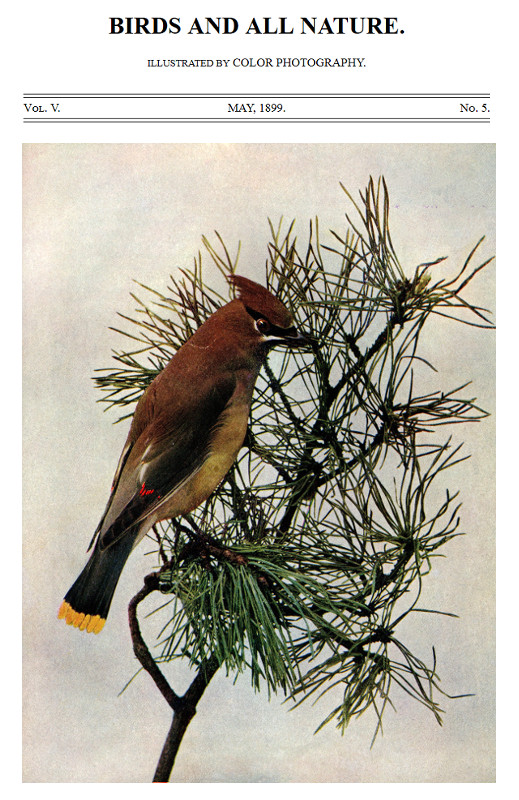 Birds and All Nature, Illustrated by Color Photography Vol. V, No. 5, May 1899