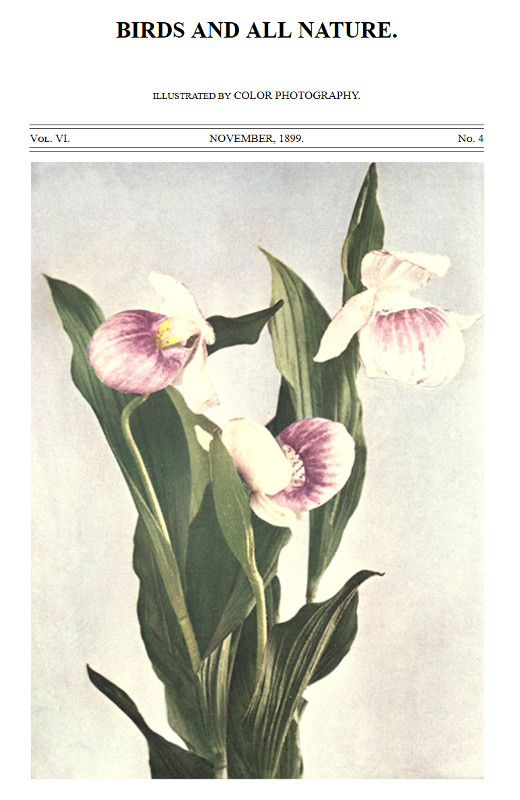 Birds and All Nature, Illustrated by Color Photography Vol. VI, No. 4, November 1899