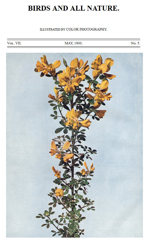 Birds and All Nature, Illustrated by Color Photography Vol. VII, No. 5, May 1900