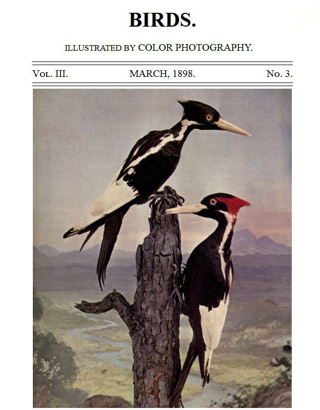 Birds Illustrated by Color Photography Vol. III, No. 3, March 1898