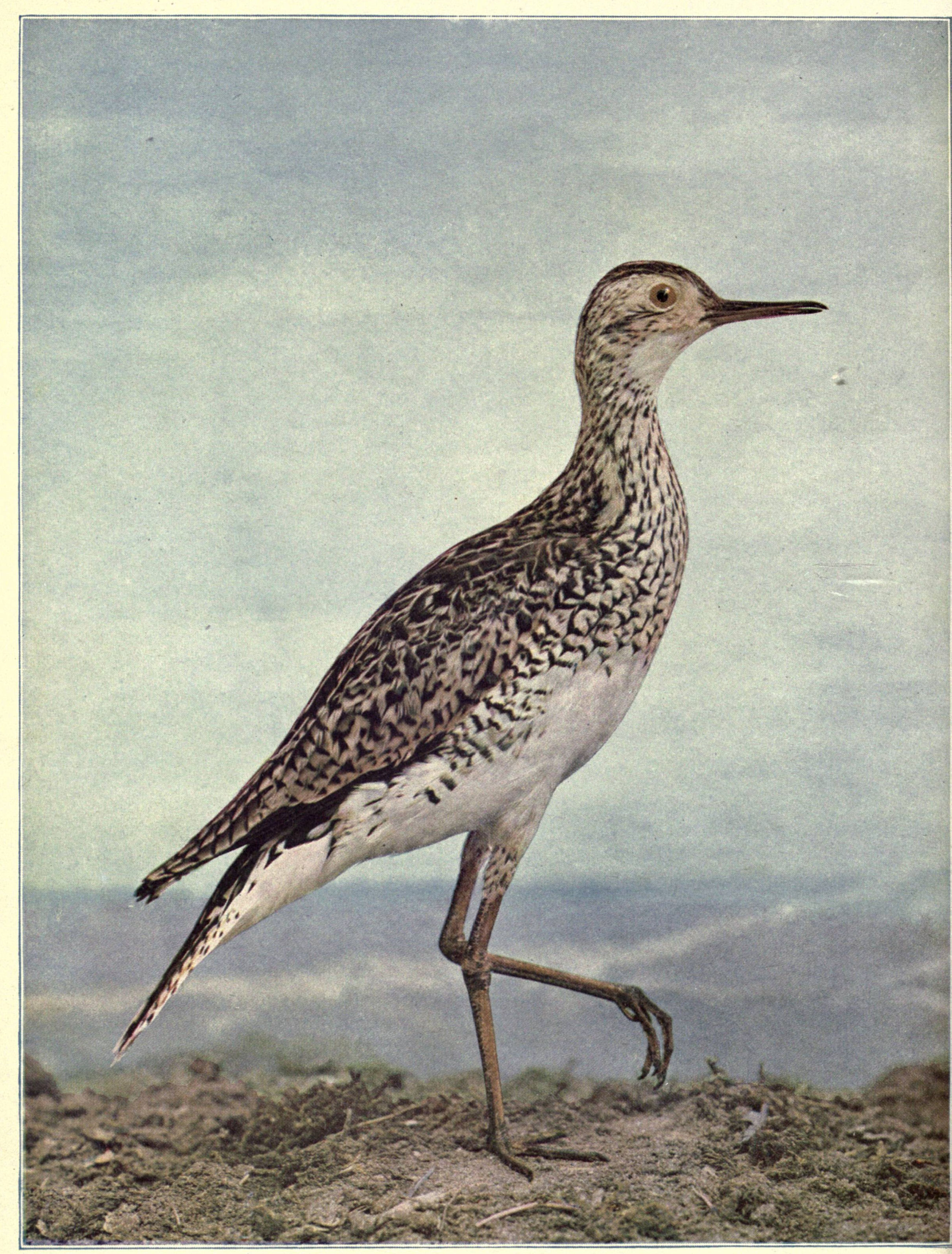 Birds Illustrated by Color Photography Vol. III. No. 4