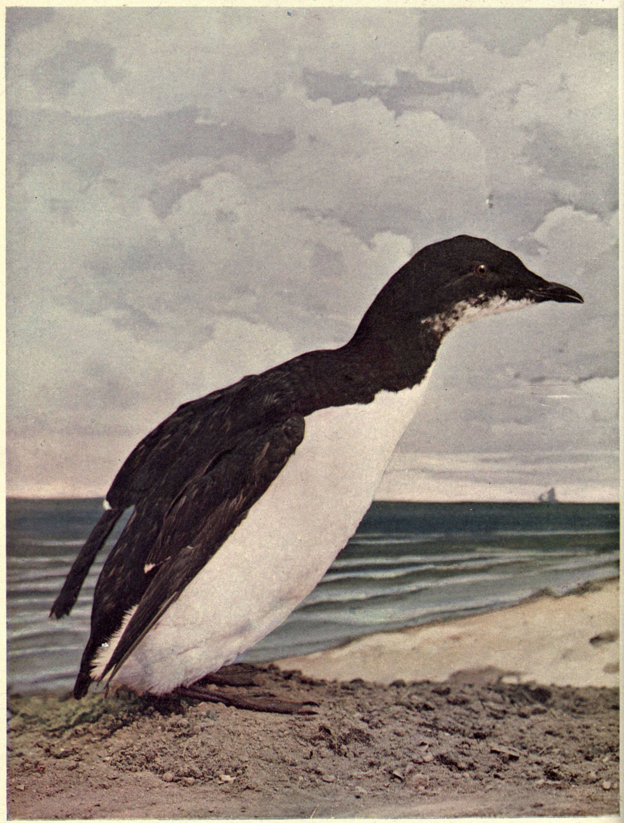 Birds Illustrated by Color Photography Vol. III. No. 6