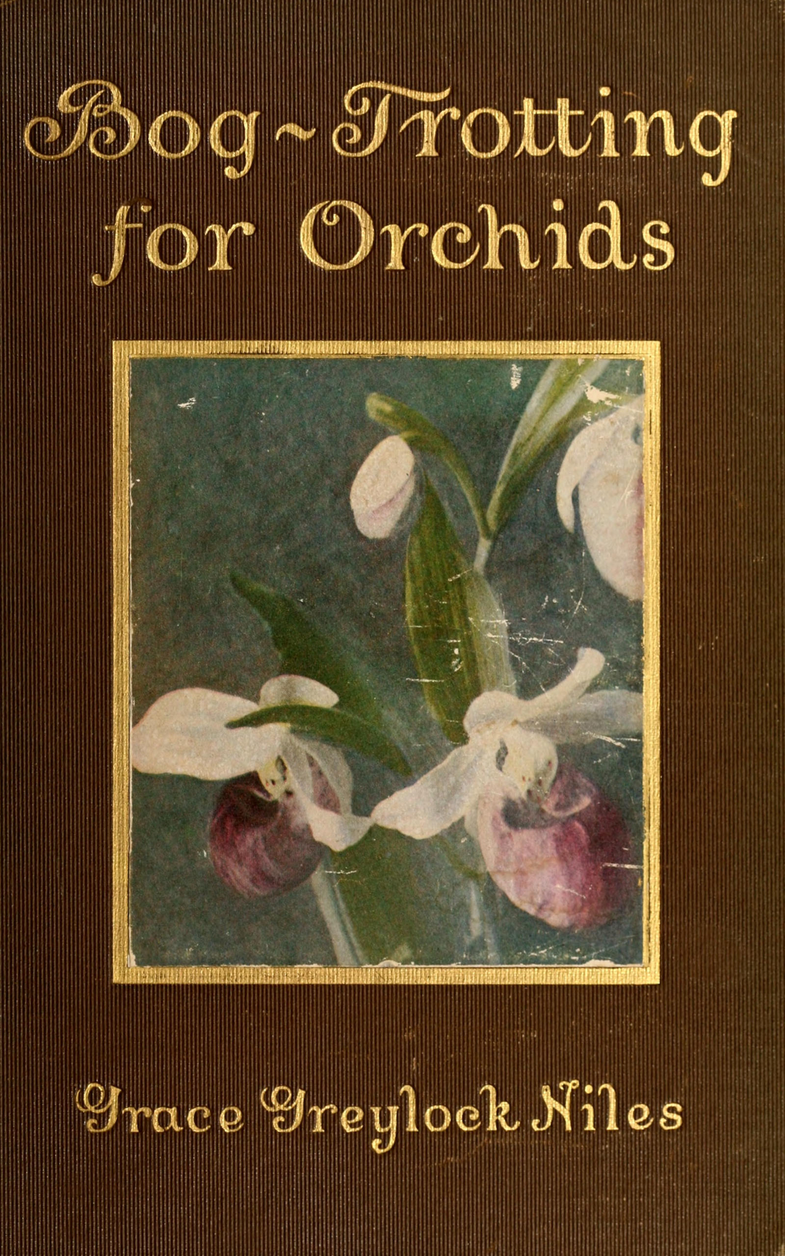 Bog-trotting for orchids